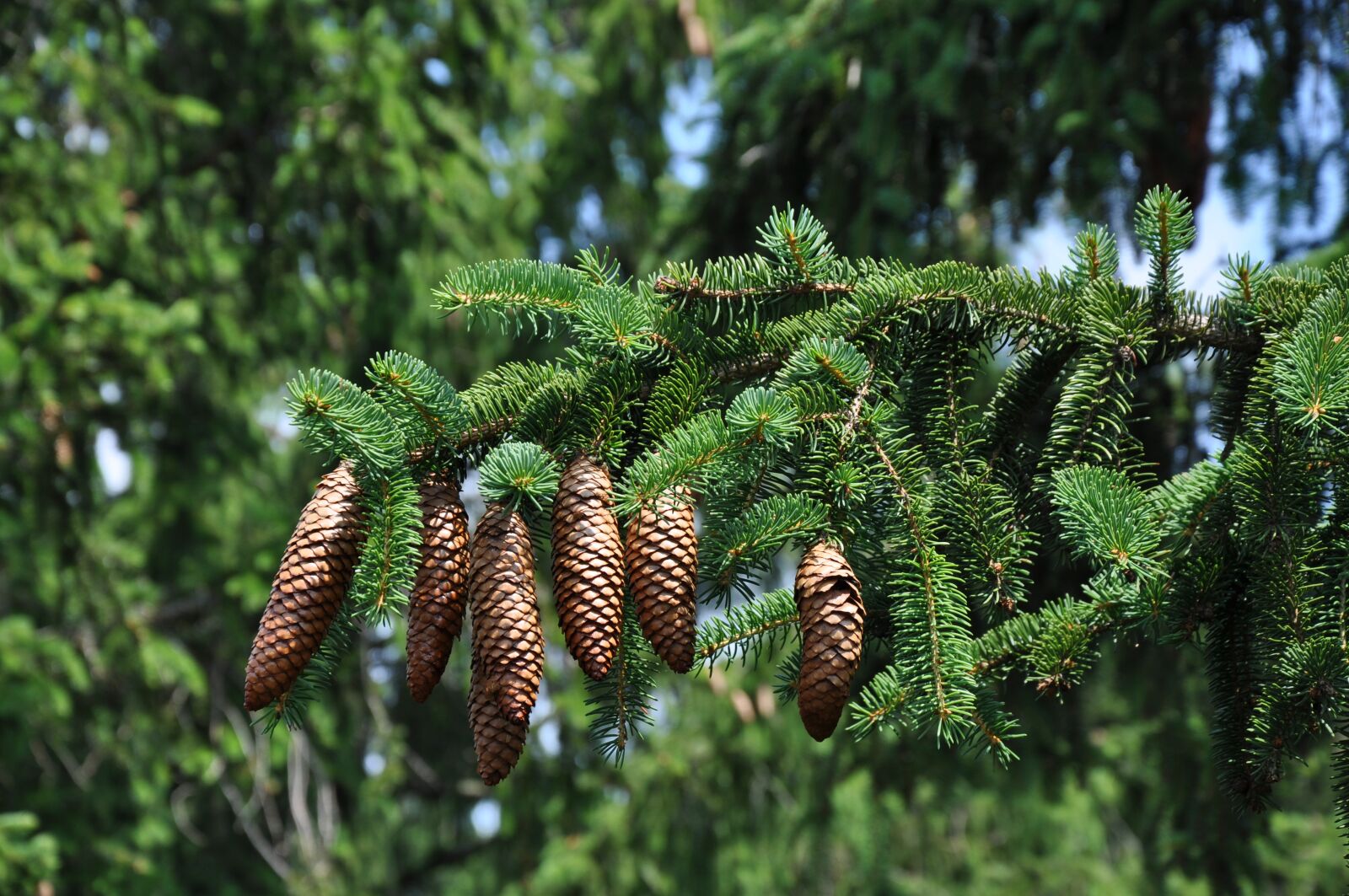Nikon D90 sample photo. Fir cones, evergreen, nature photography