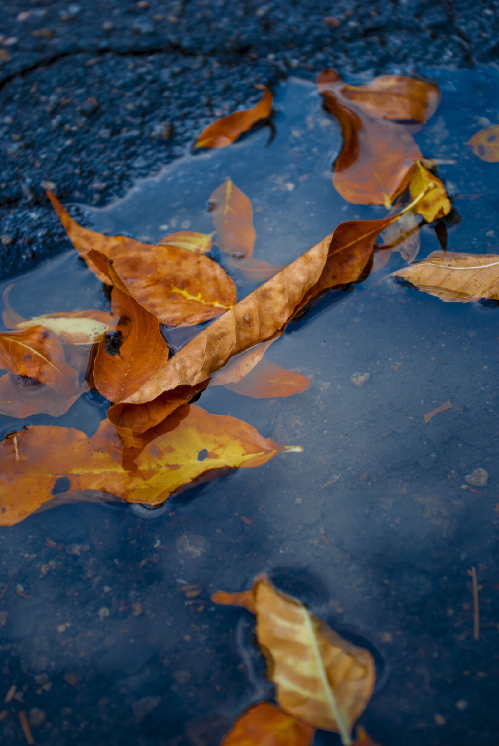 Nikon D60 sample photo. Autumn, reflection, leaves photography