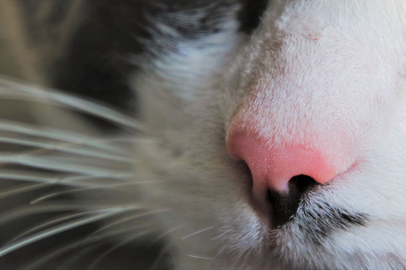 Canon EOS 80D sample photo. Cat, mustache, the nose photography