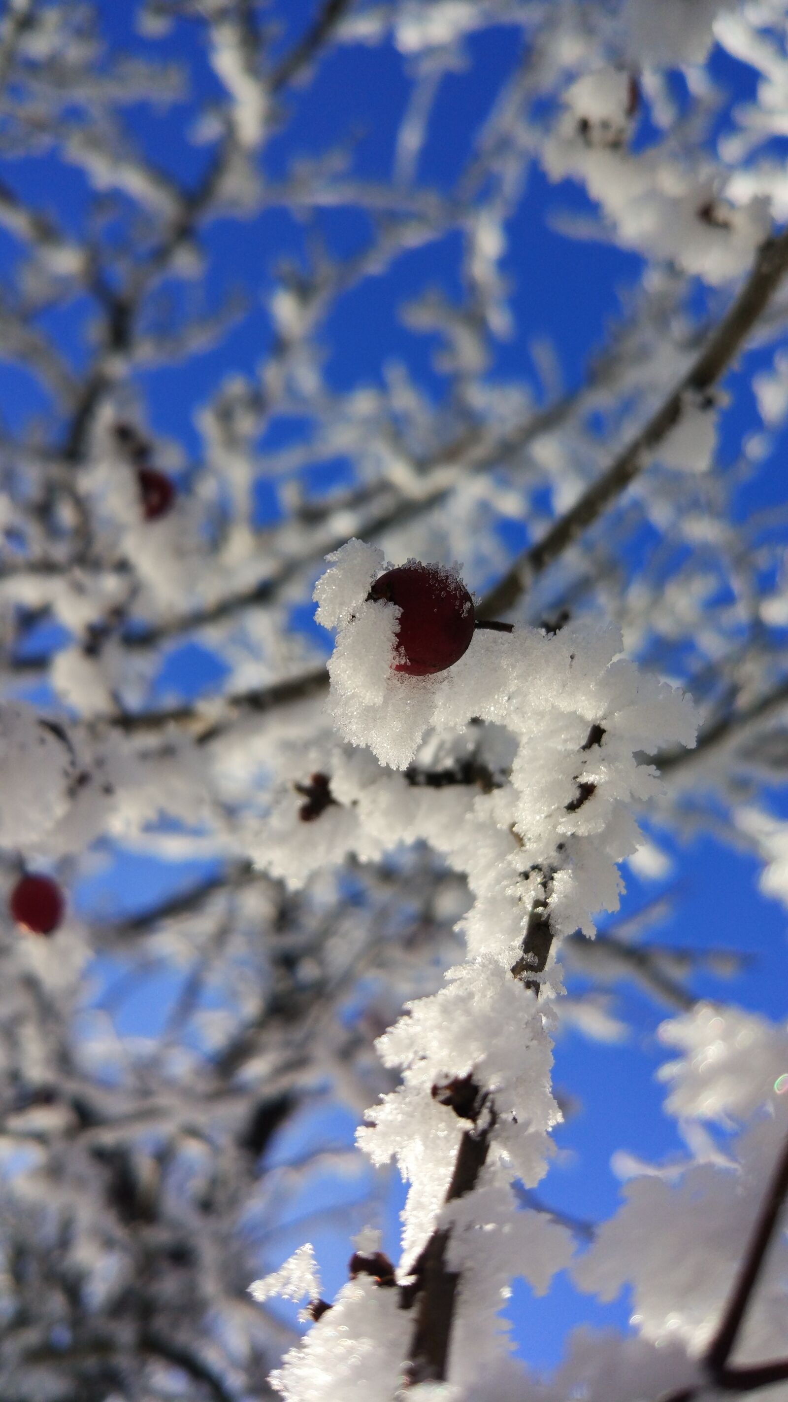 Xiaomi MI 5 sample photo. Leann, winter, tree photography