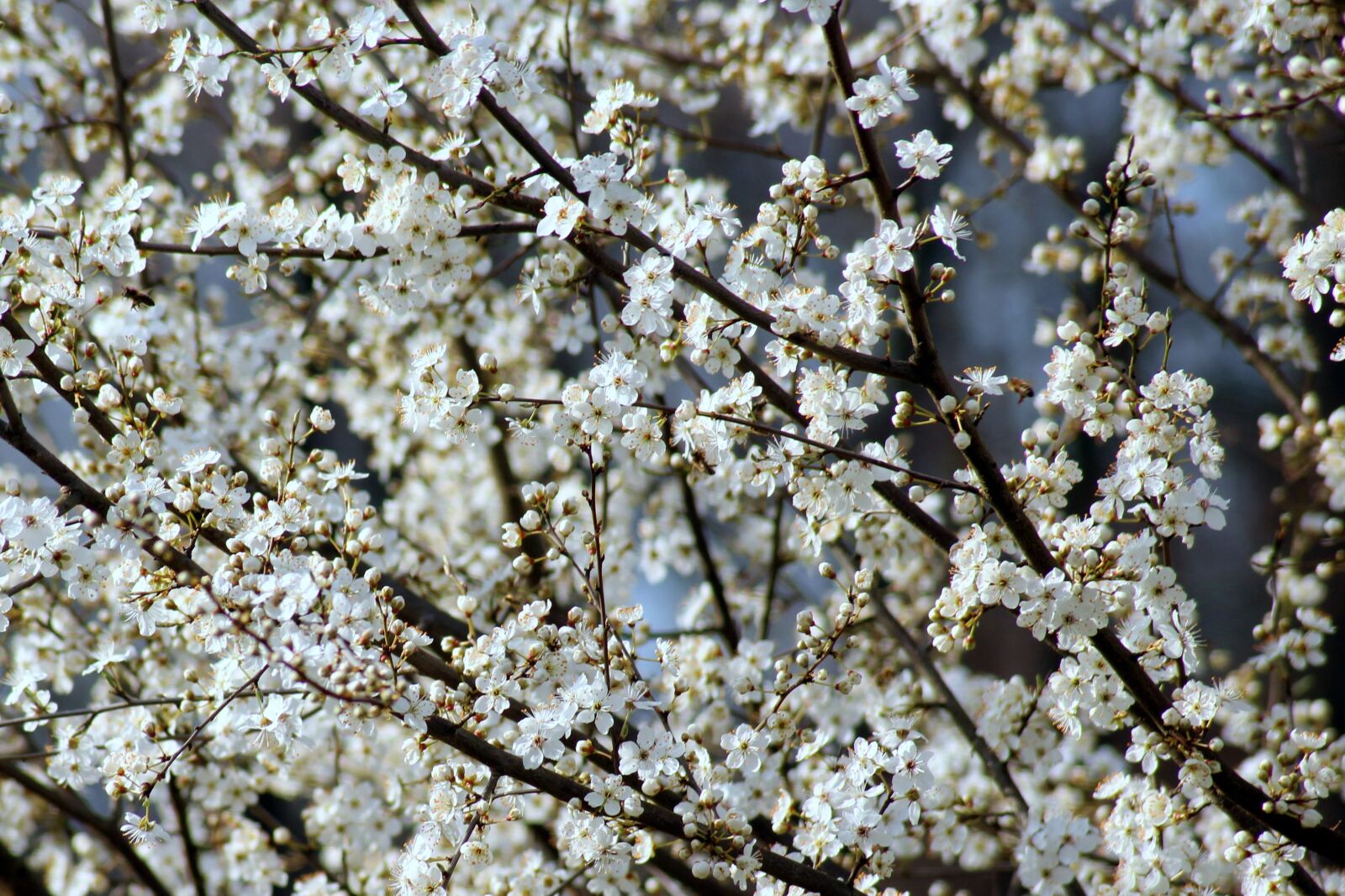 Canon EOS 1200D (EOS Rebel T5 / EOS Kiss X70 / EOS Hi) sample photo. Fruit tree, plum, flowering photography