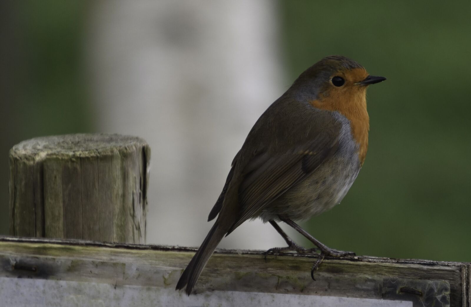 Nikon D5500 sample photo. Robin, bird, nature photography