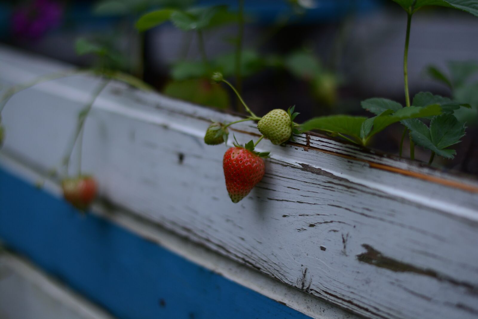 Nikon D7100 sample photo. Ship, strawberries, blue photography