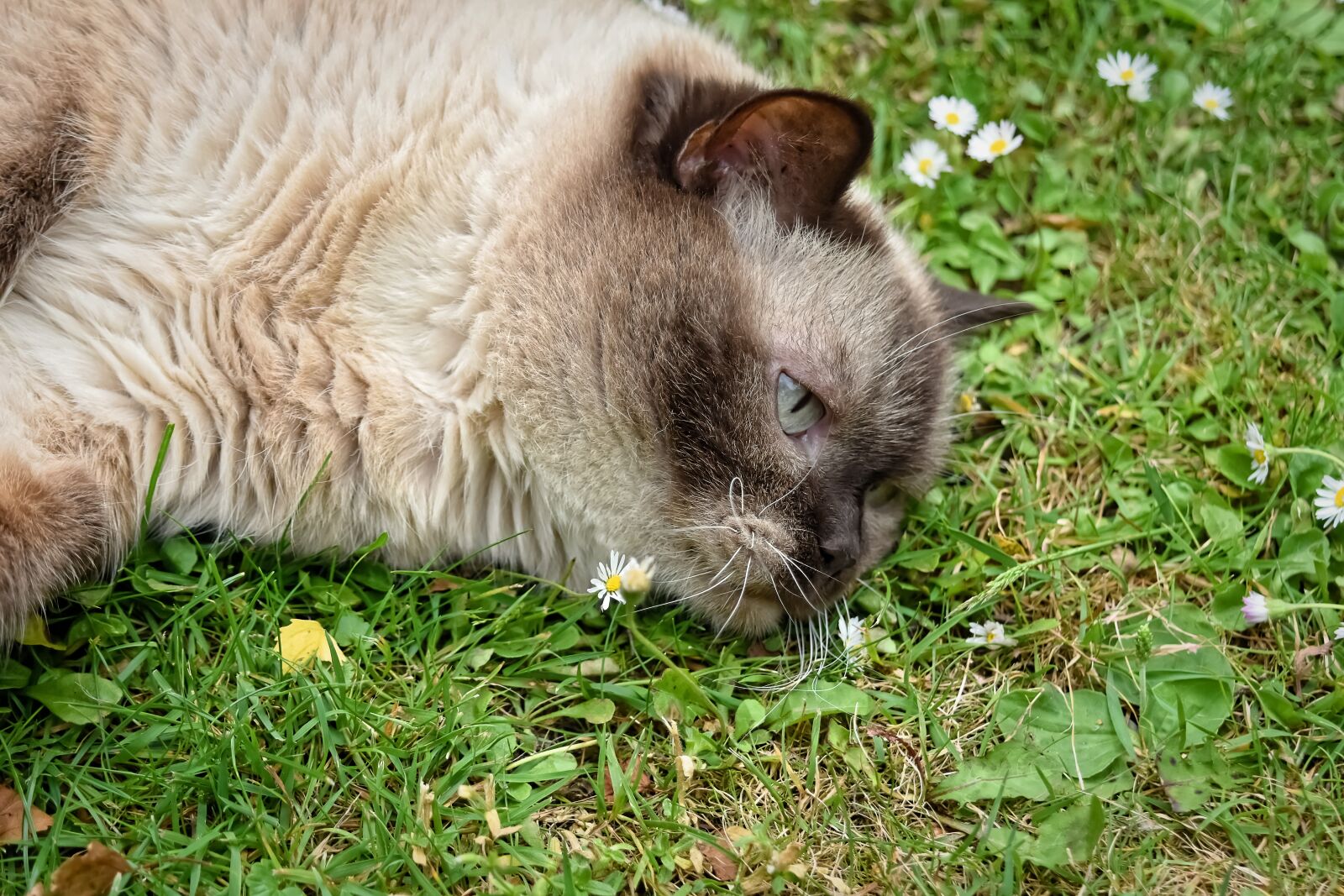 Nikon D7200 sample photo. British shorthair, cat, pet photography