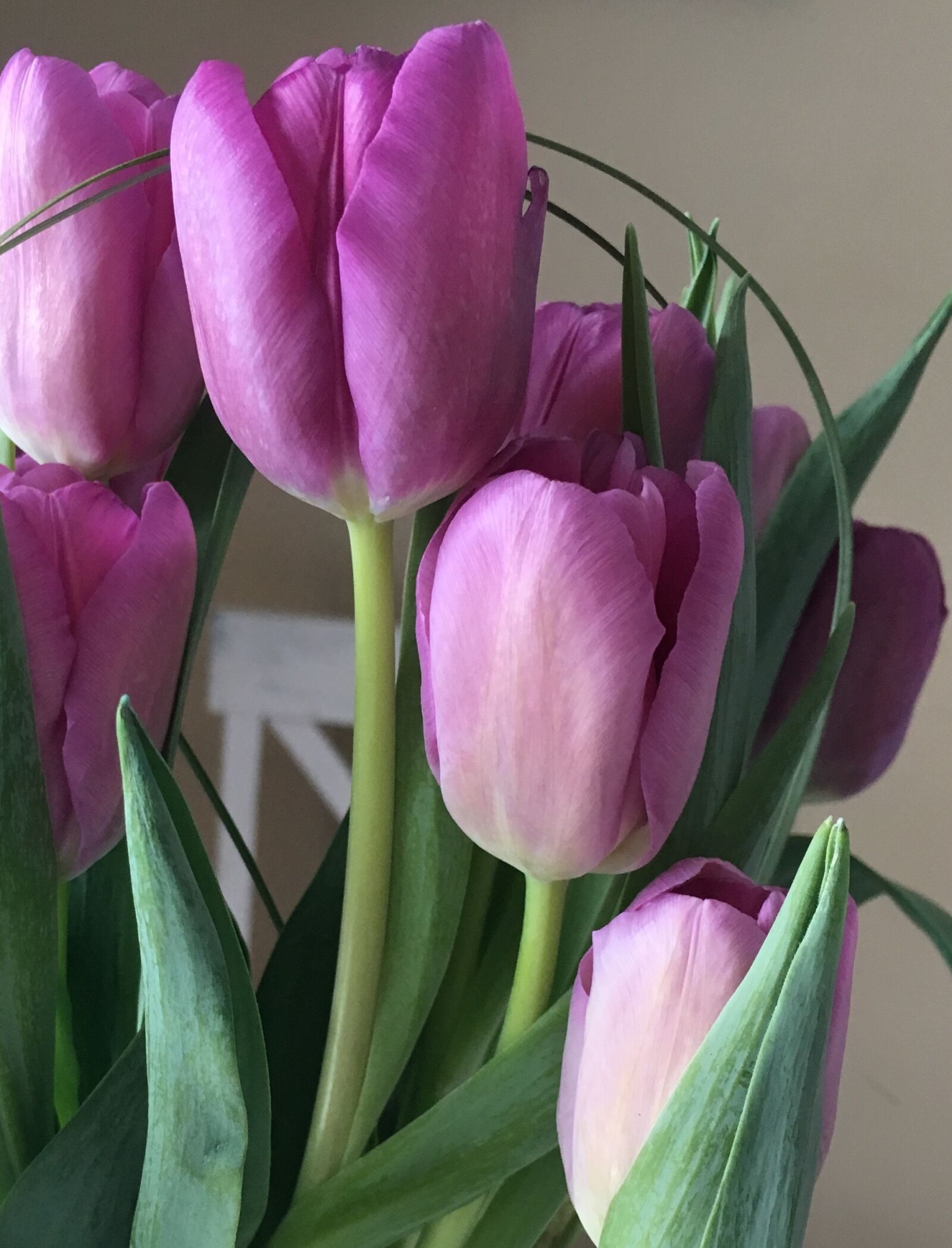 Apple iPhone 6s sample photo. Tulips, flower, purple photography