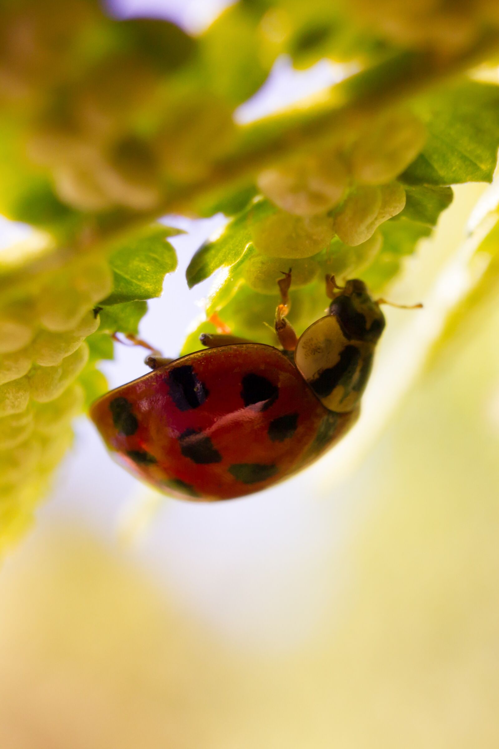 Canon EOS 550D (EOS Rebel T2i / EOS Kiss X4) sample photo. Ladybug, nature, macro photography