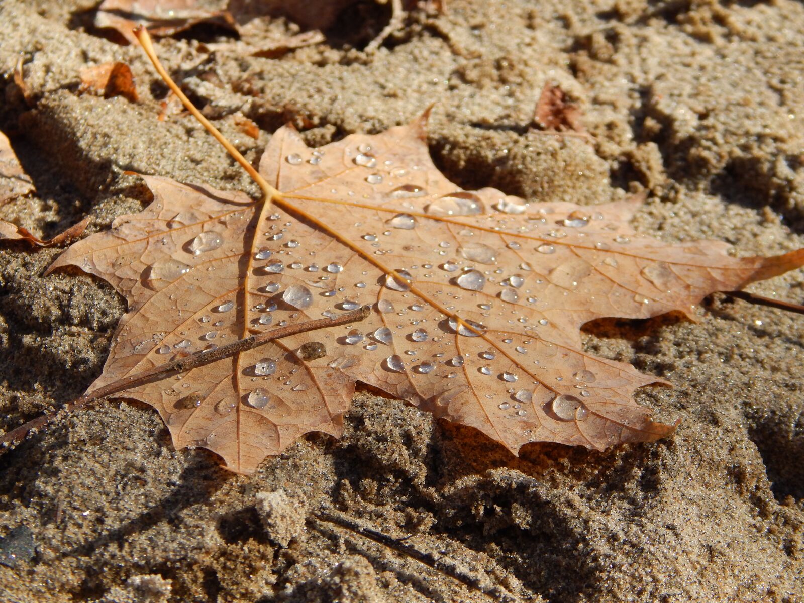 Nikon Coolpix L820 sample photo. Leaf, dew, fall photography