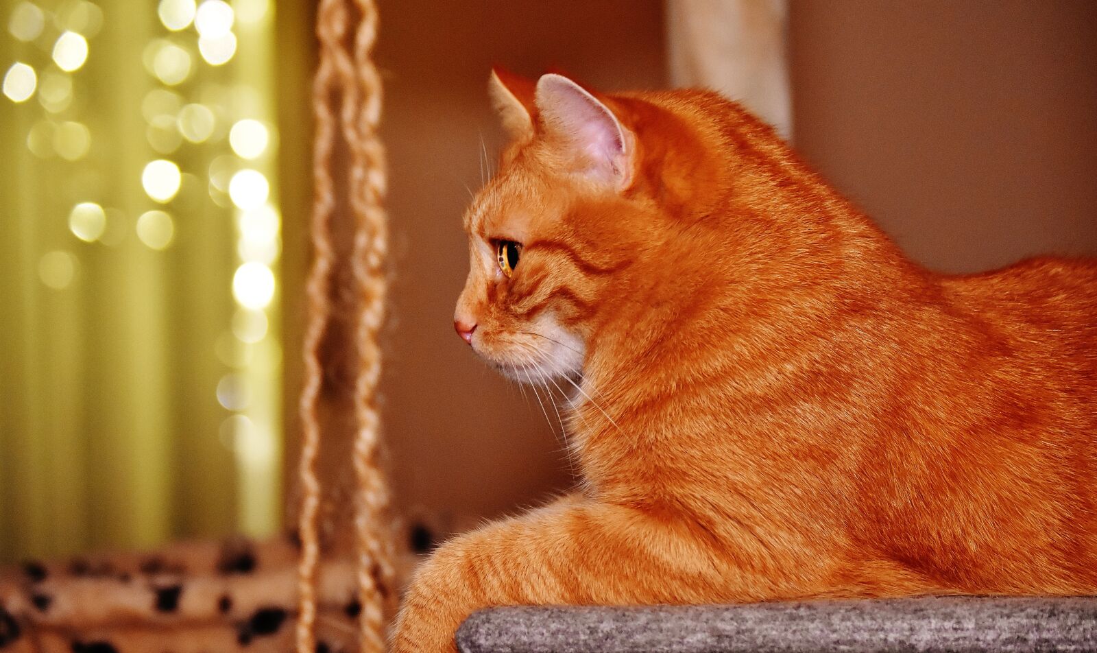 Nikon D7200 sample photo. Cat, red, funny photography