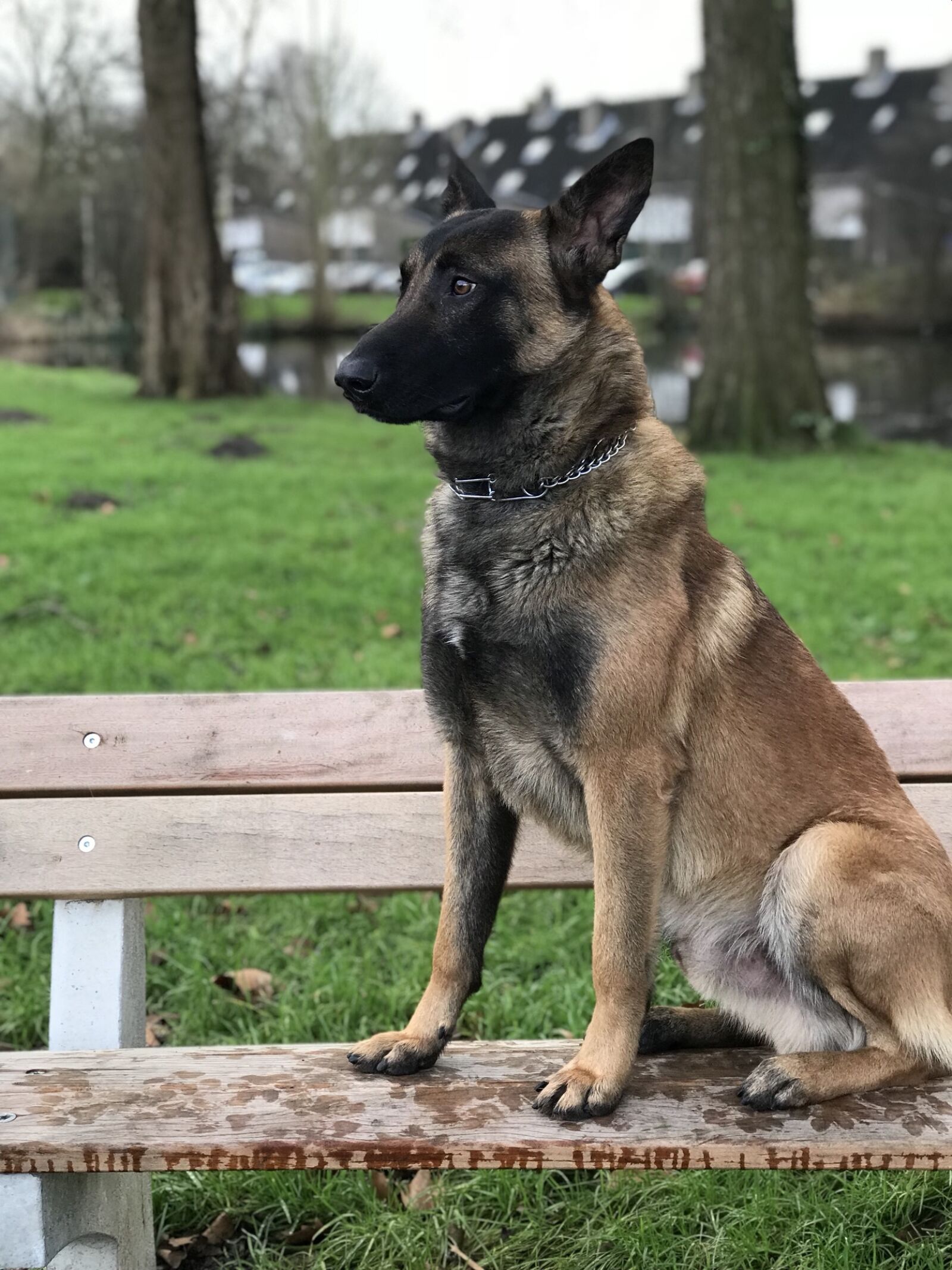 iPhone 7 Plus back dual camera 6.6mm f/2.8 sample photo. Dog, mammals, animal kingdom photography