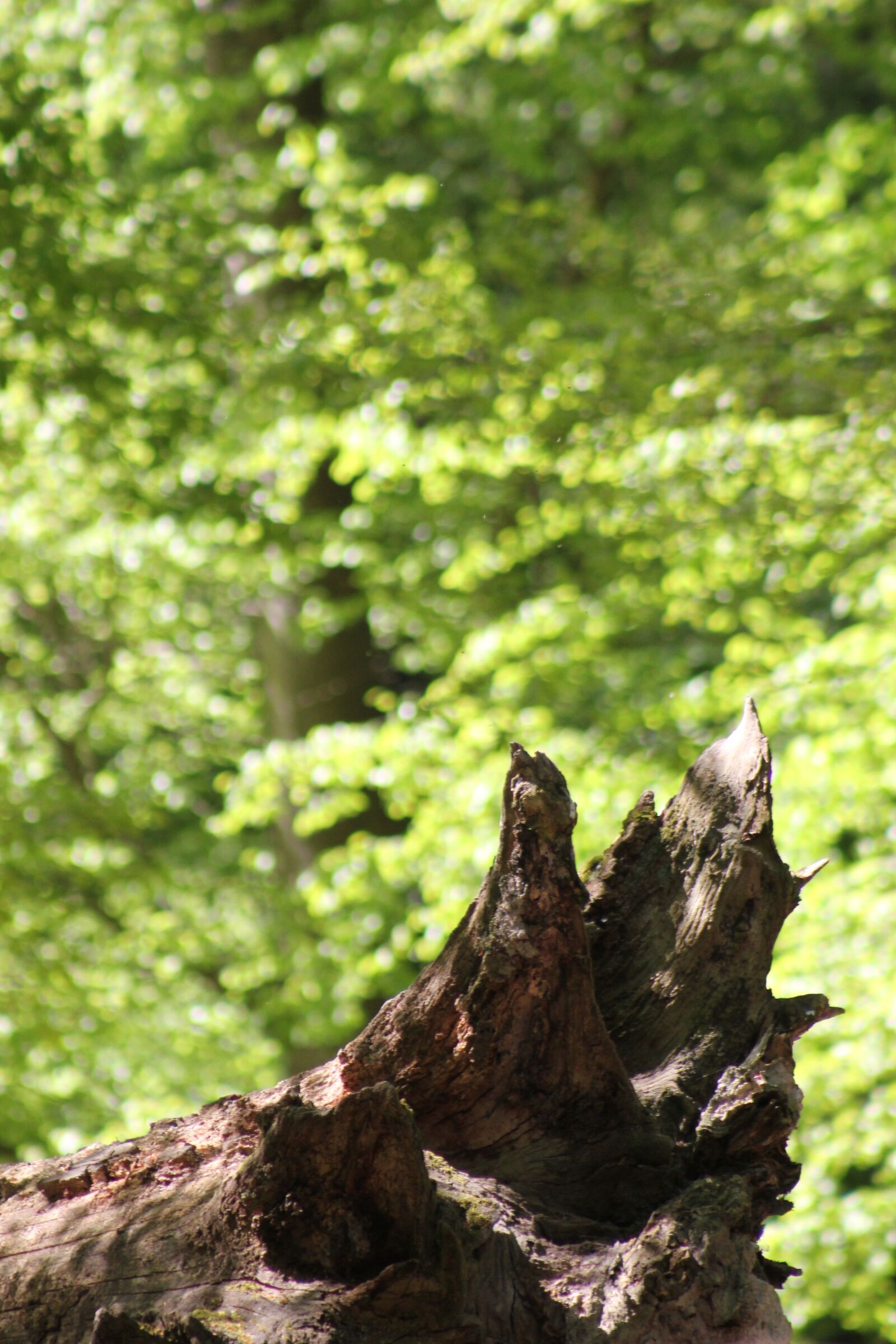 Canon EOS 550D (EOS Rebel T2i / EOS Kiss X4) sample photo. Log, forest, summer photography