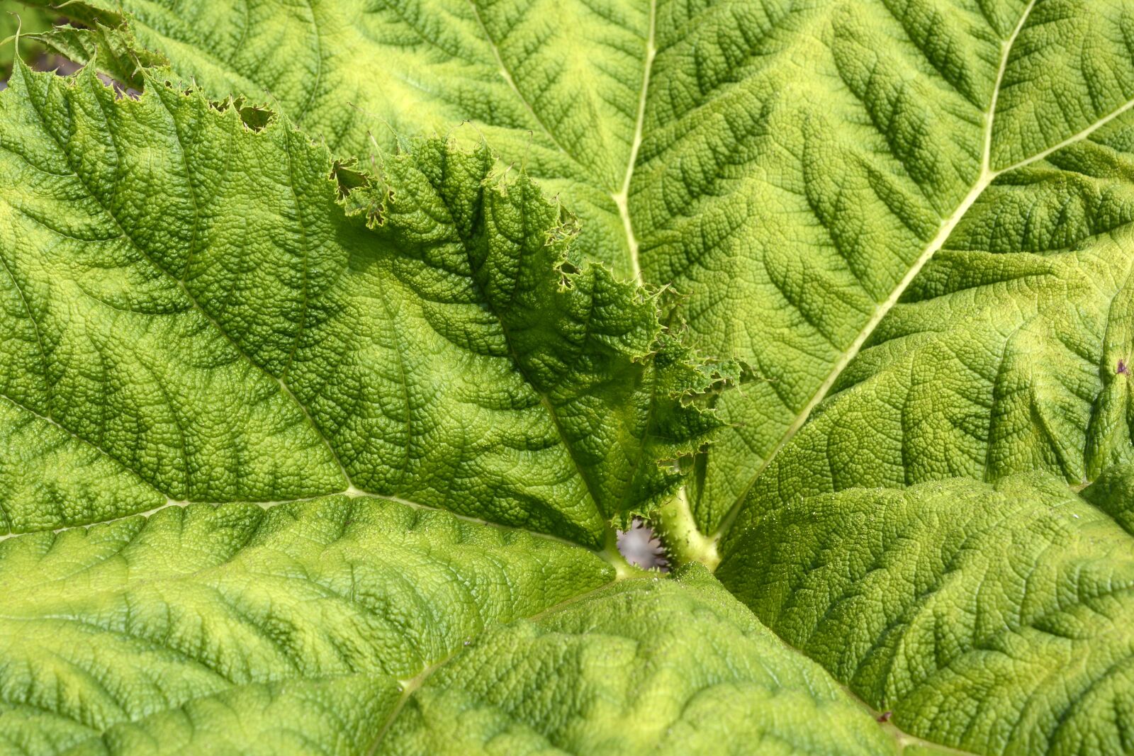 Nikon D7100 sample photo. Mammoth sheet, leaf, green photography