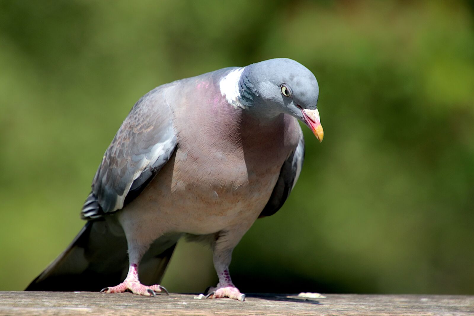 Canon EOS 800D (EOS Rebel T7i / EOS Kiss X9i) sample photo. Pigeon, birds, animals photography