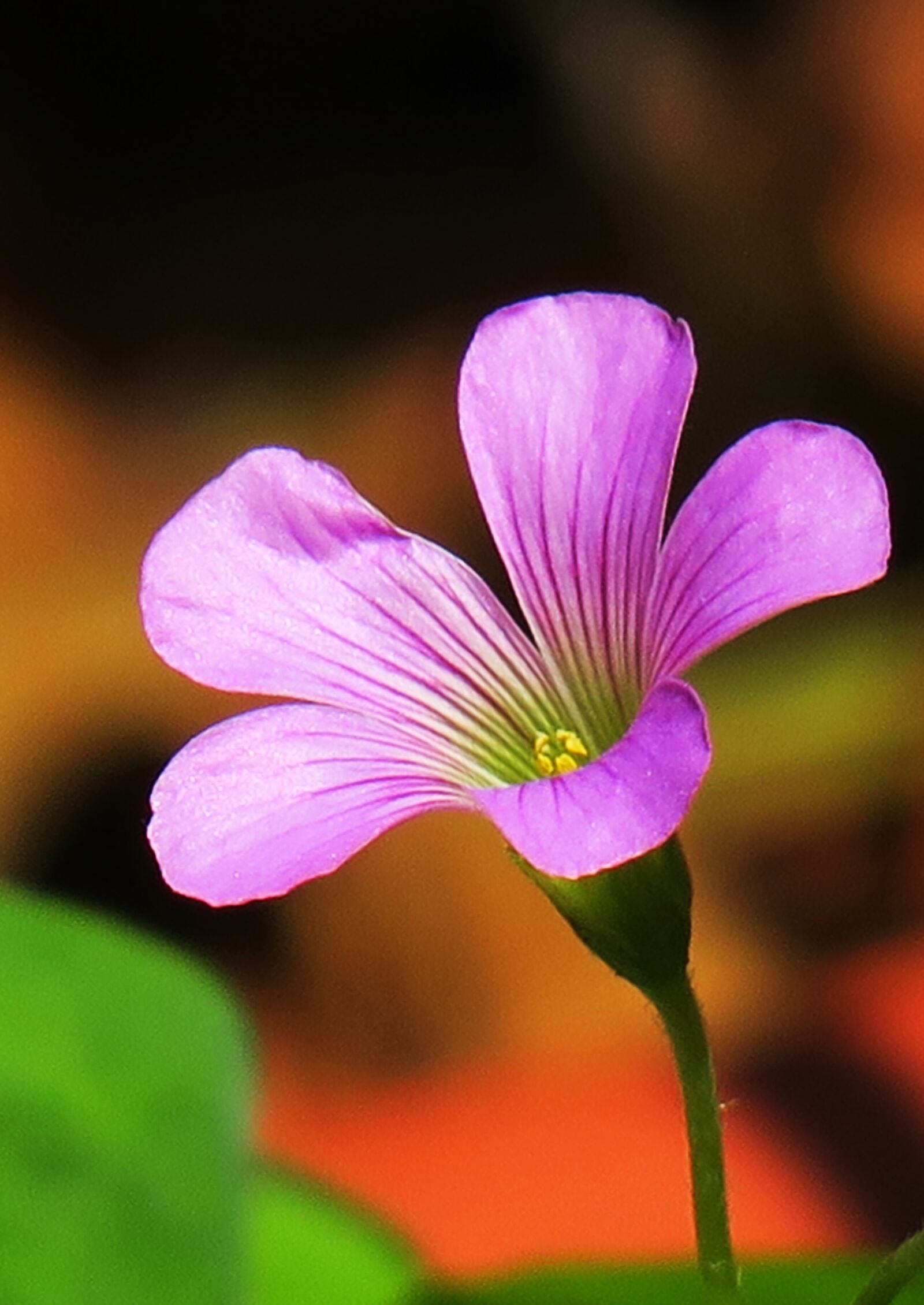 Canon PowerShot G3 X sample photo. Shamrock, hong kong, clover photography
