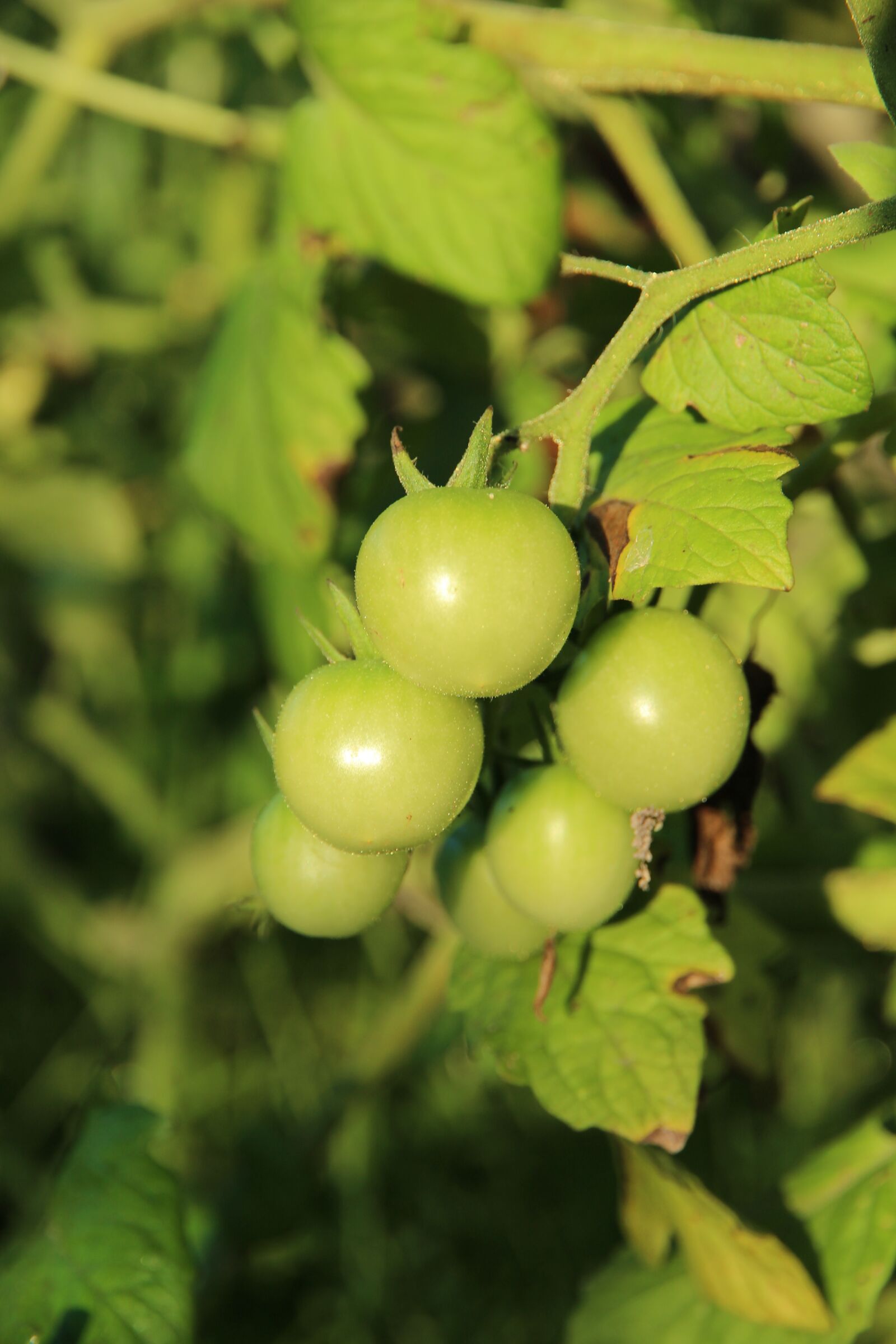 Canon EOS 650D (EOS Rebel T4i / EOS Kiss X6i) sample photo. Tomatoes, green tomatoes, plant photography