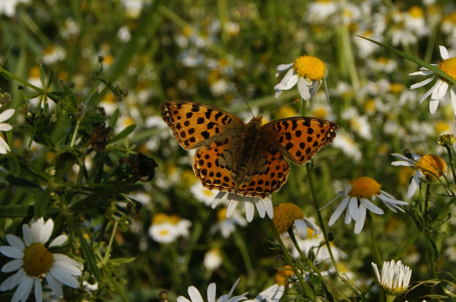 Sony Alpha DSLR-A390 sample photo. Butterfly, nature, meadow photography