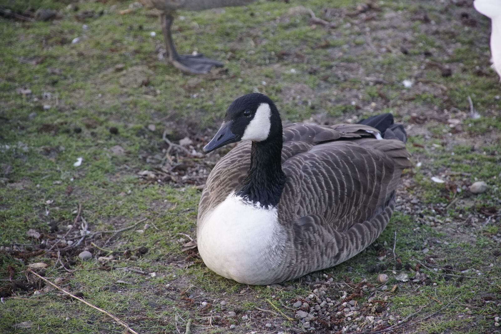 Sony a7R II + Sony E PZ 18-105mm F4 G OSS sample photo. Wild, goose, sitting photography