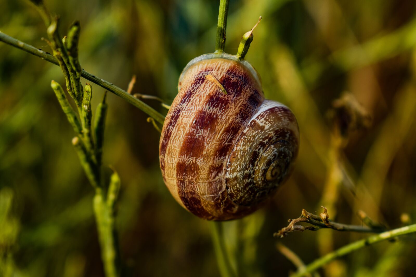 Nikon D3300 sample photo. Snail, animal, nature photography