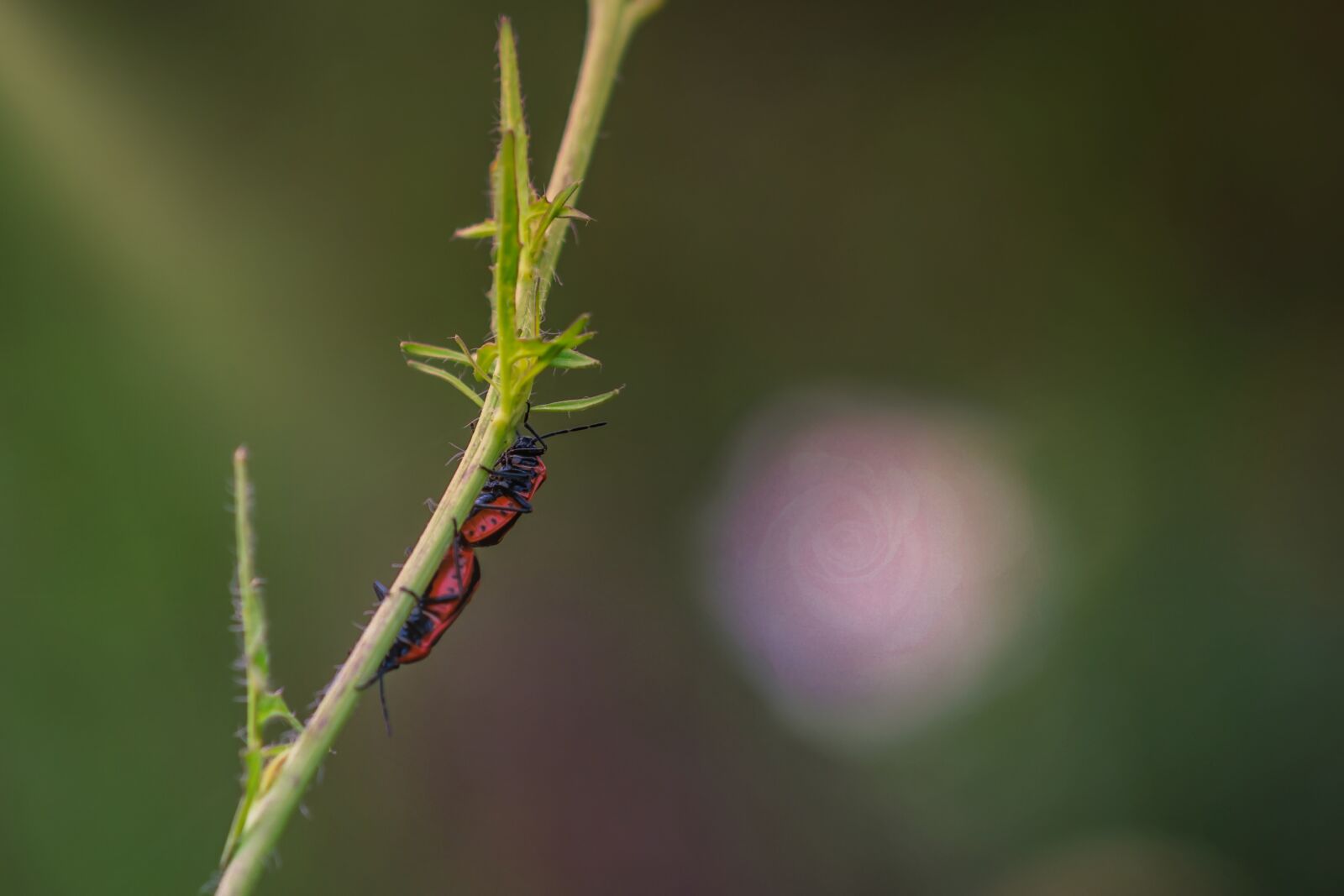 Canon EOS 600D (Rebel EOS T3i / EOS Kiss X5) sample photo. Beetle, fire beetle, two photography