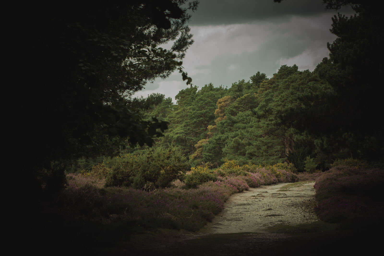 Canon EOS 5D Mark III sample photo. Abandoned, beautiful, brownsea, island photography