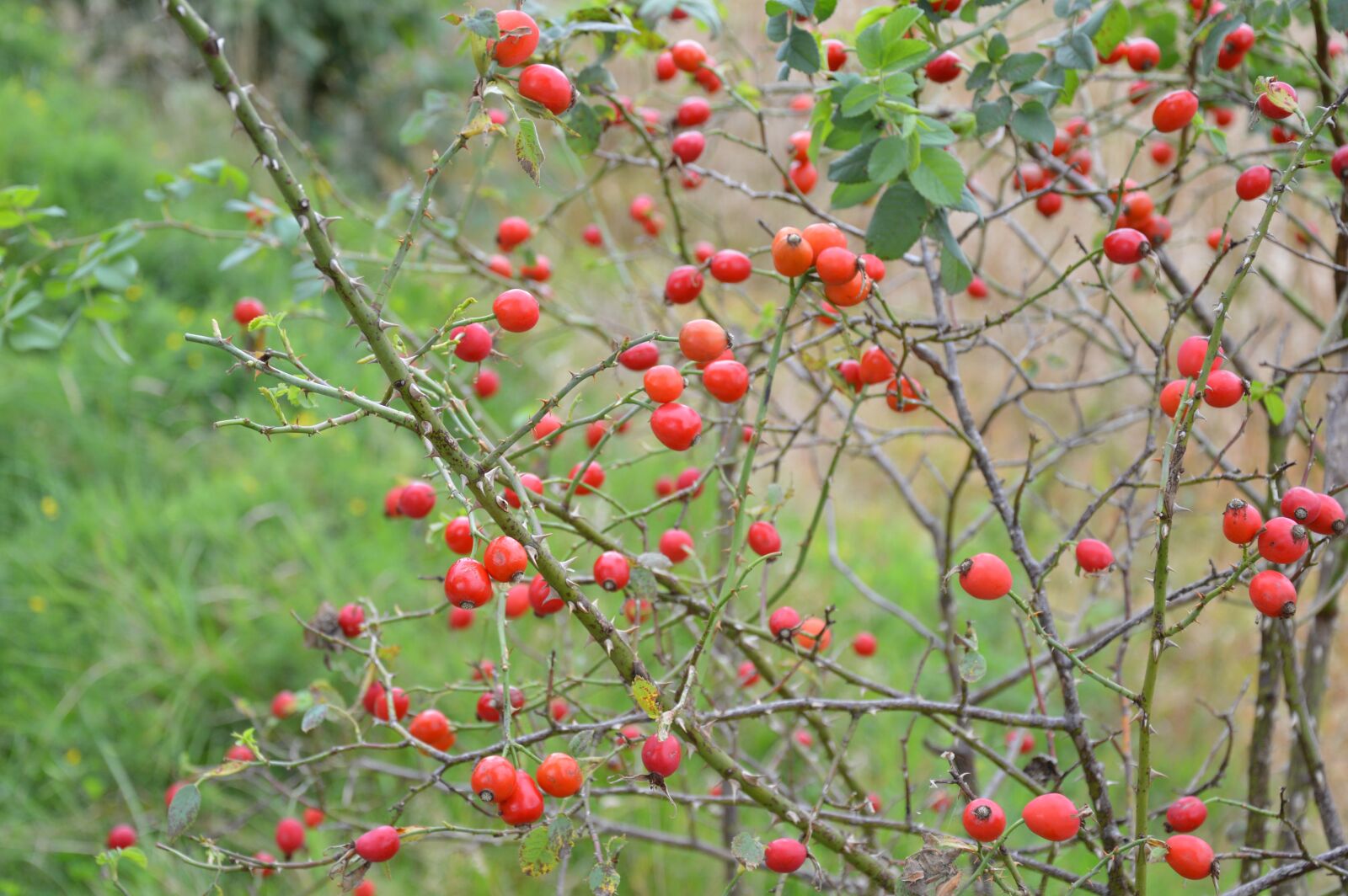 Nikon D3200 sample photo. Nature, autumn, green photography
