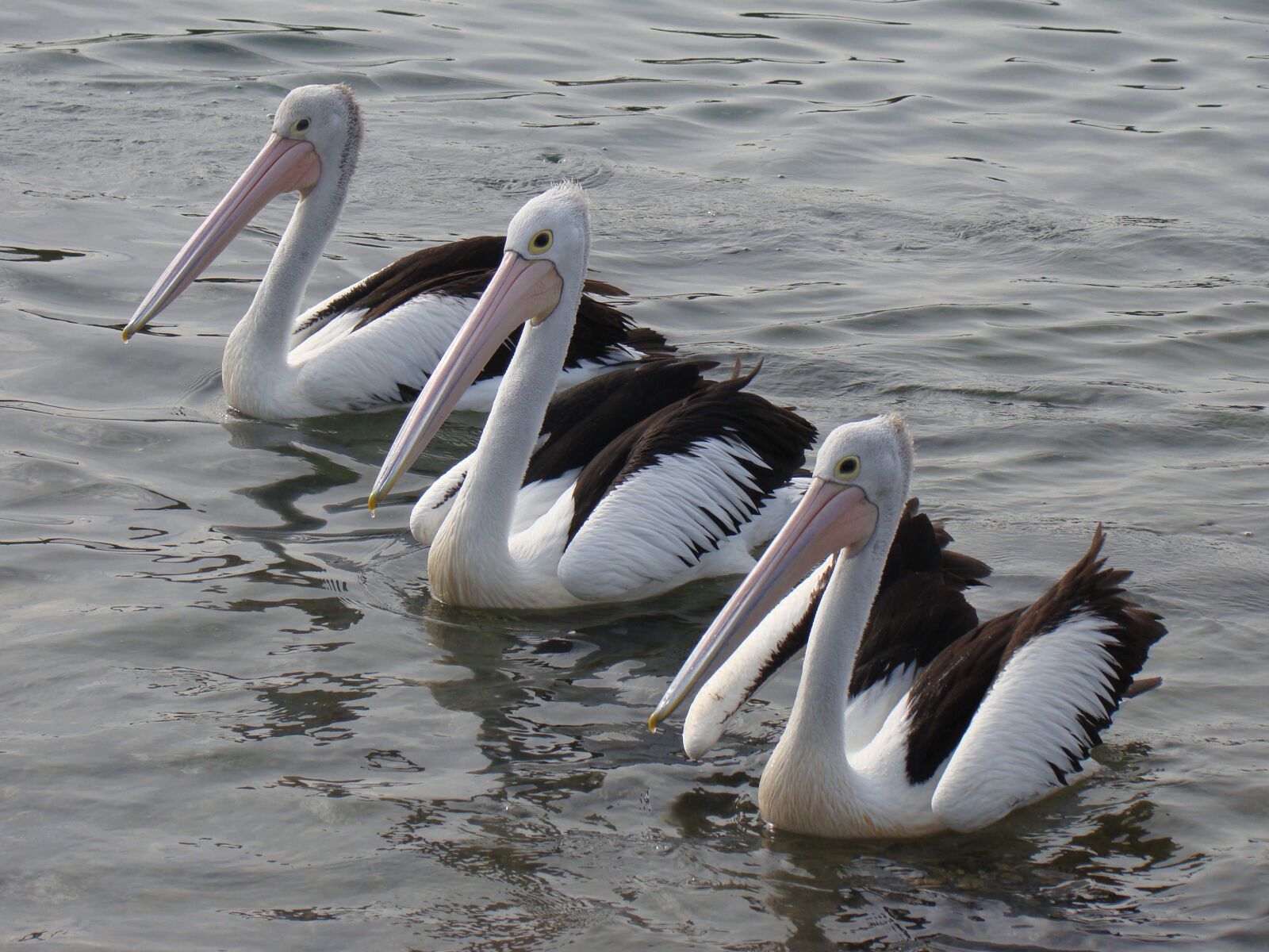 Sony Cyber-shot DSC-H50 sample photo. Pelicans, sea, wildlife photography