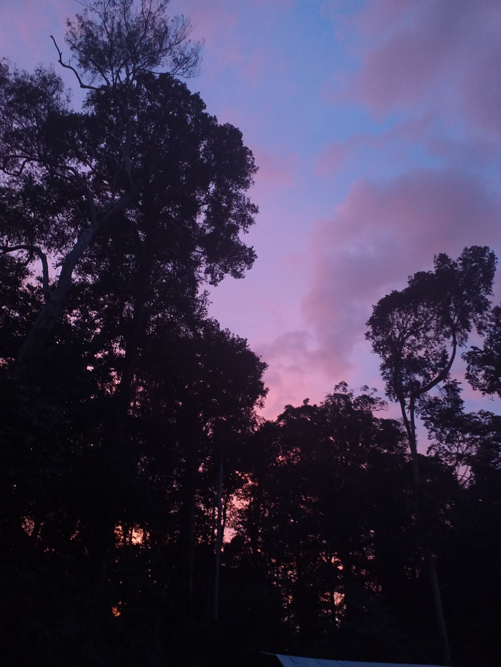 Samsung Galaxy J6+ sample photo. Atardecer, bosque, trees photography