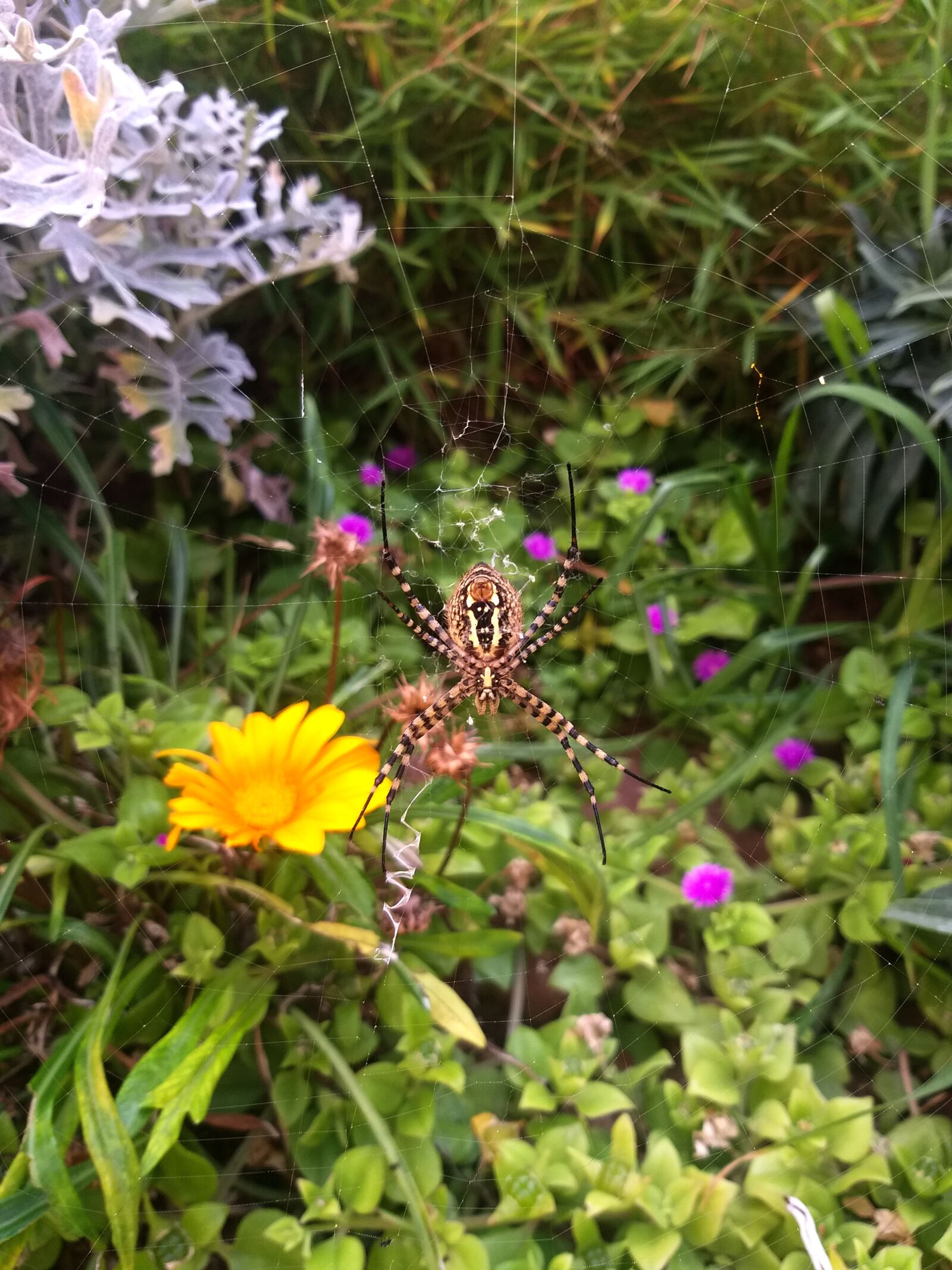 Samsung Galaxy J8 sample photo. Araignée, spider, insect photography