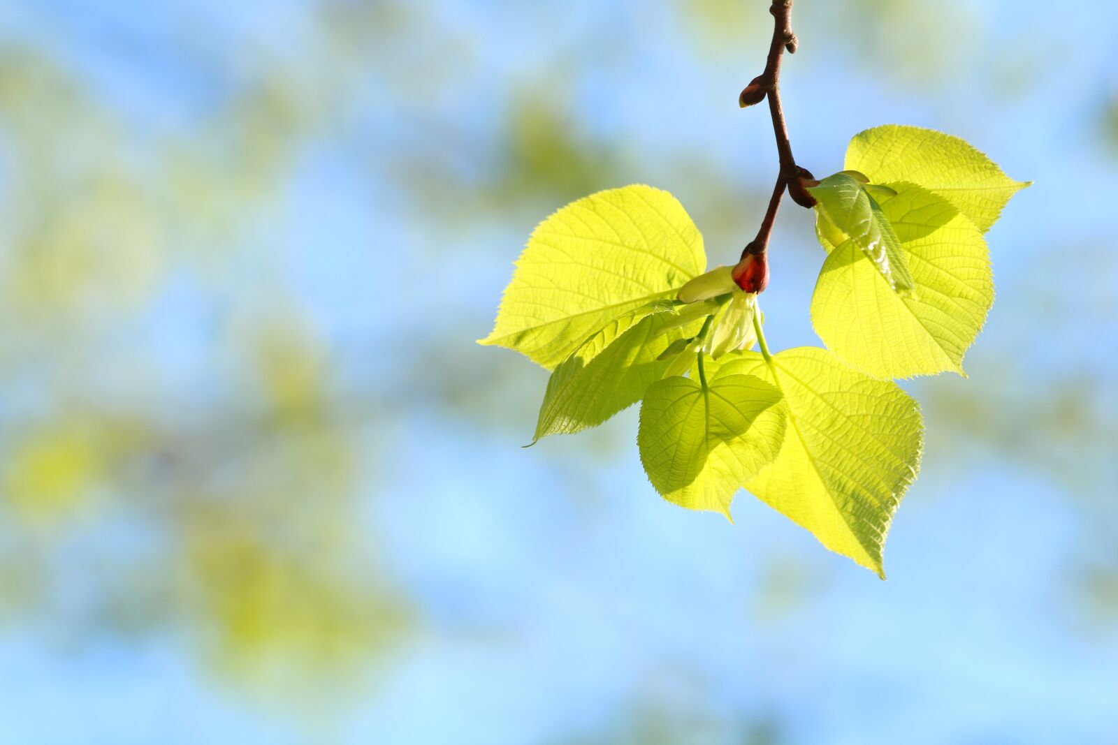 Canon EOS 750D (EOS Rebel T6i / EOS Kiss X8i) sample photo. Foliage, spring, nature photography