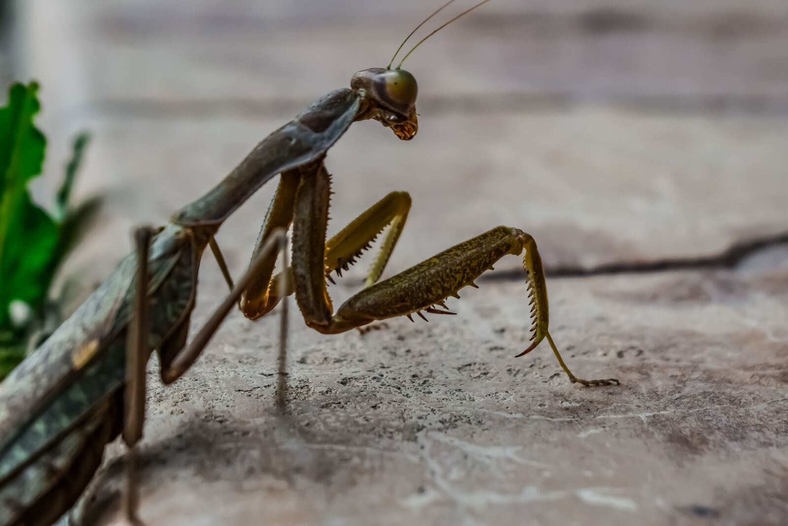 Nikon D3300 sample photo. Praying mantis, nature, insect photography