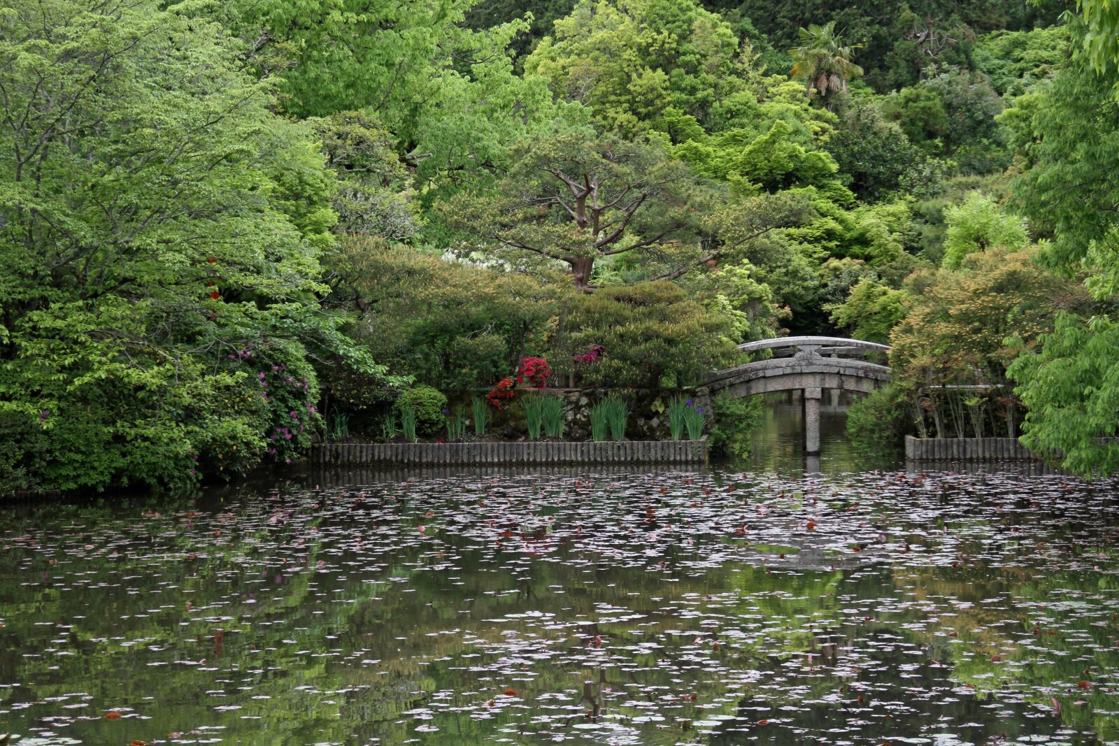 Canon EOS 7D sample photo. Bridge, garden, japanese photography