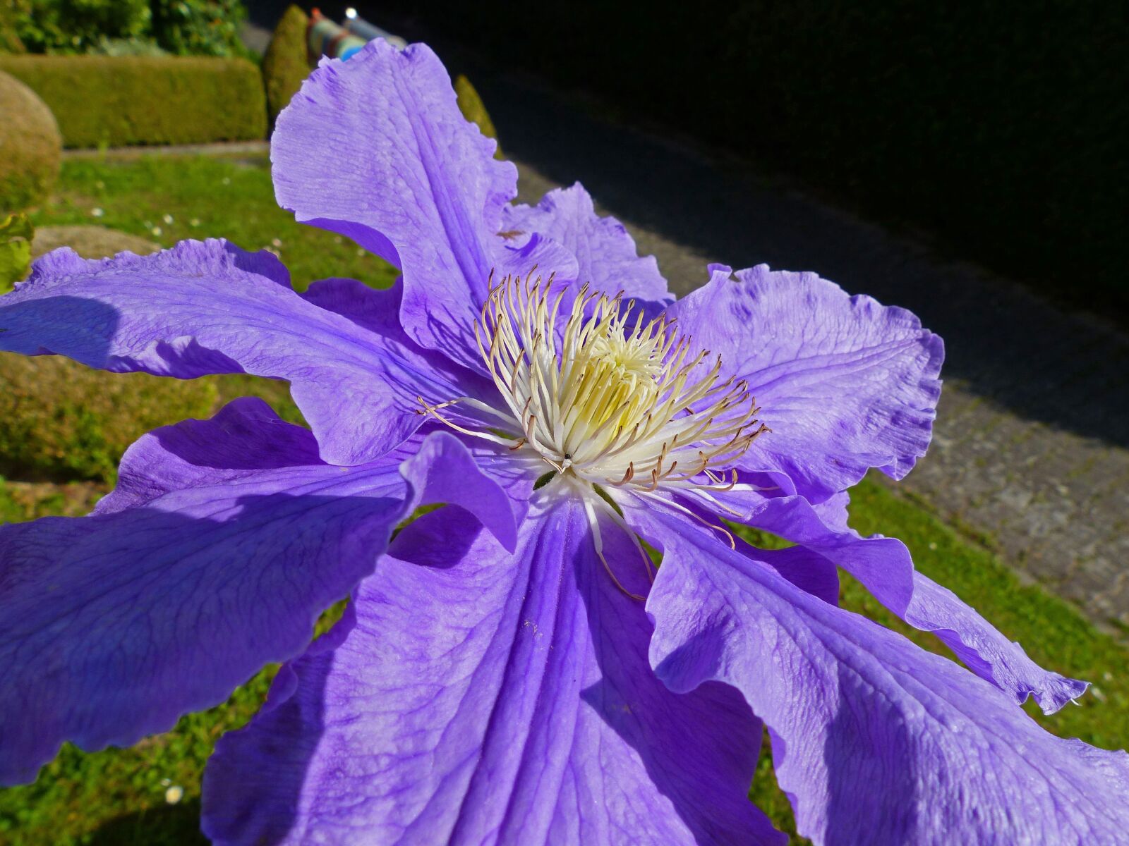 Panasonic Lumix DMC-FZ200 sample photo. Clematis, blossom, bloom photography