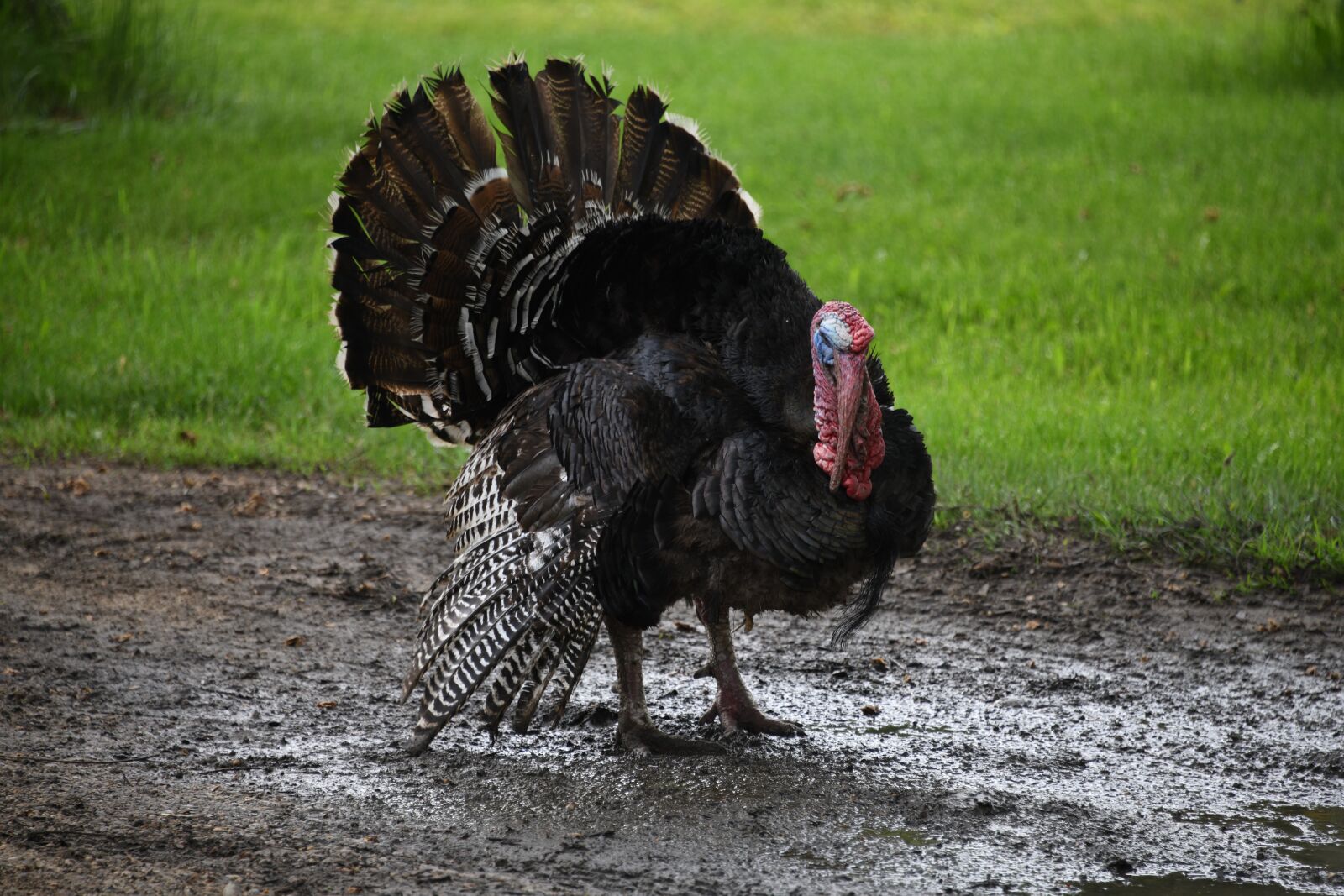 Nikon D850 sample photo. Turkey, gobbler, tom photography