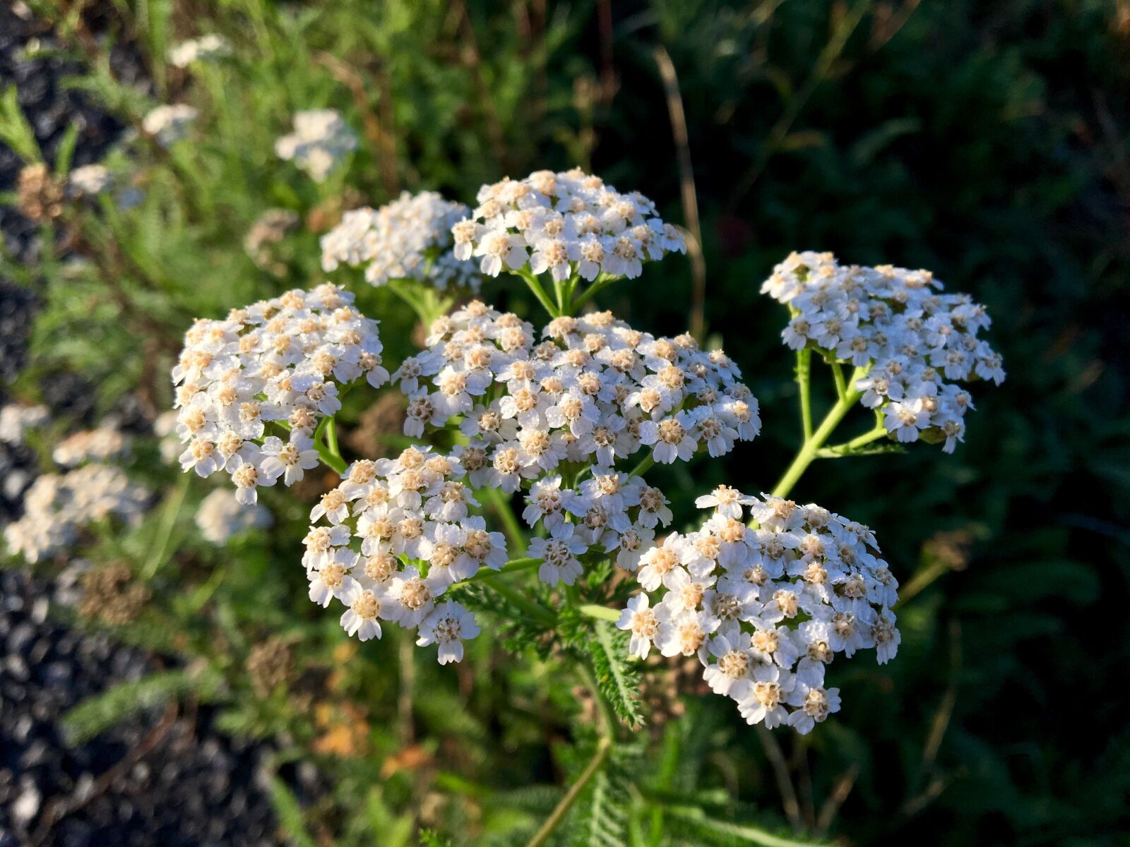Apple iPhone 6s sample photo. Yarrow, medicinal herbs, flora photography