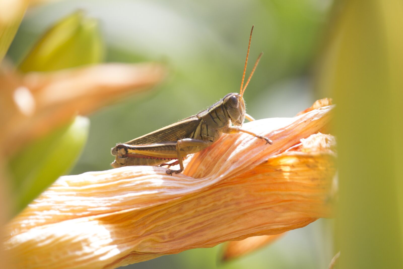 Canon EOS 700D (EOS Rebel T5i / EOS Kiss X7i) sample photo. Nature, macro, grasshopper photography