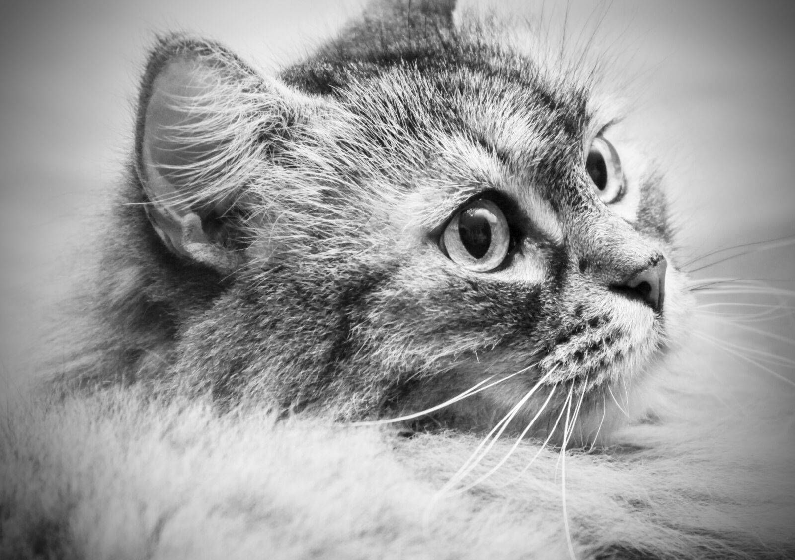Canon EOS 1100D (EOS Rebel T3 / EOS Kiss X50) sample photo. Cat, wild, animal photography