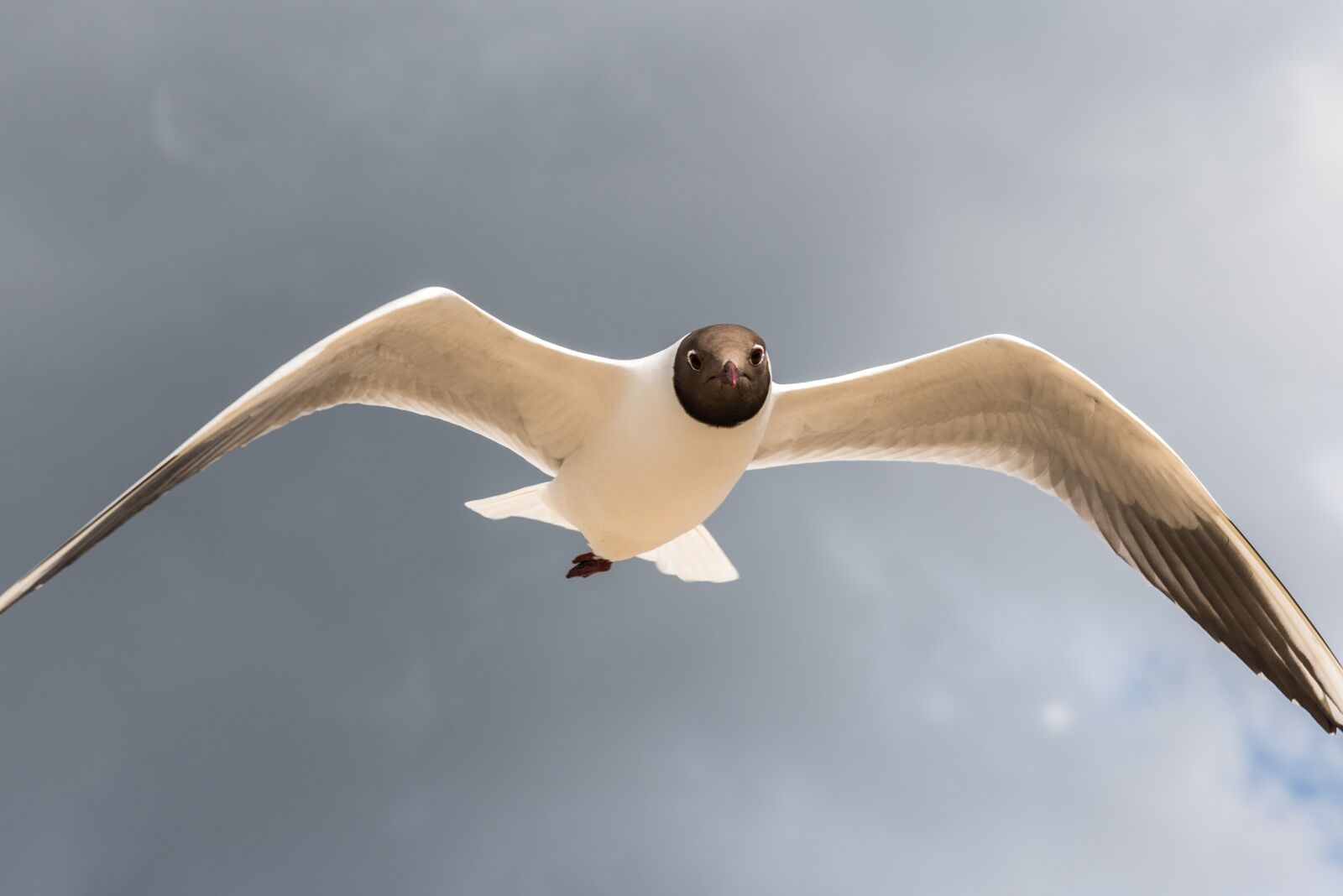 Nikon D810 sample photo. Bird, flight, sky photography