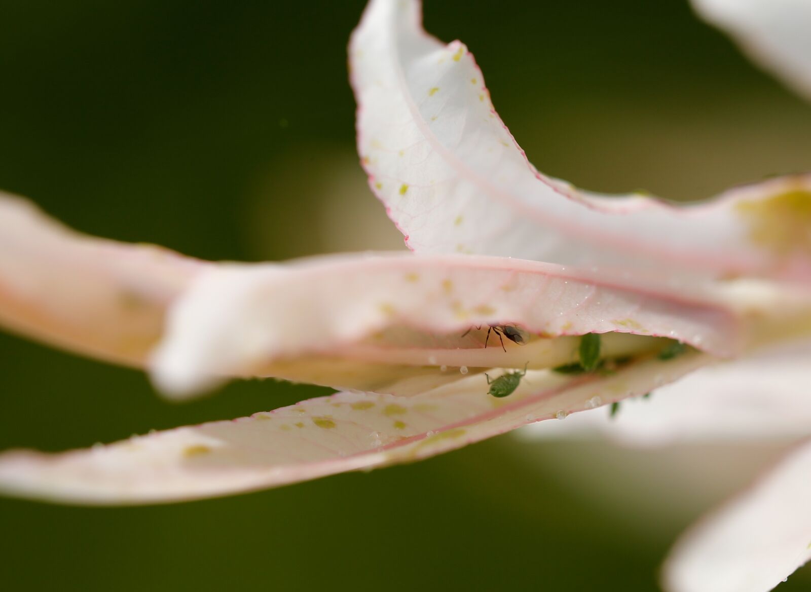 Canon EF 100mm F2.8L Macro IS USM sample photo. Louse, leaf, insect photography
