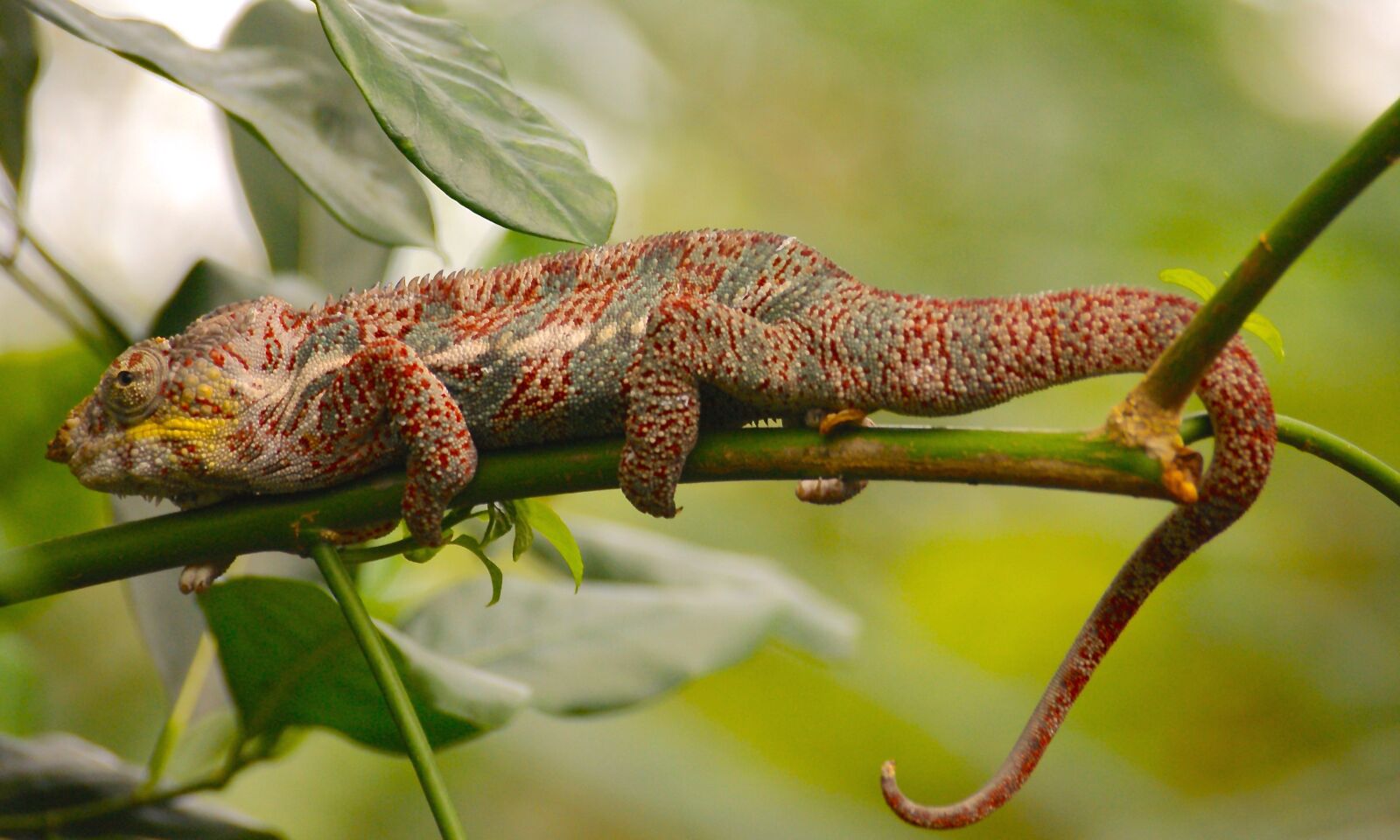 Sony Alpha DSLR-A350 sample photo. Chameleon, lizard, reptile photography