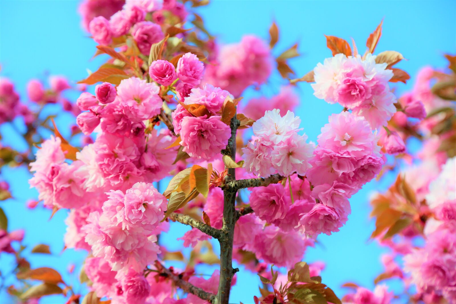 Canon EOS 5D Mark III sample photo. Flower, nature, spring photography