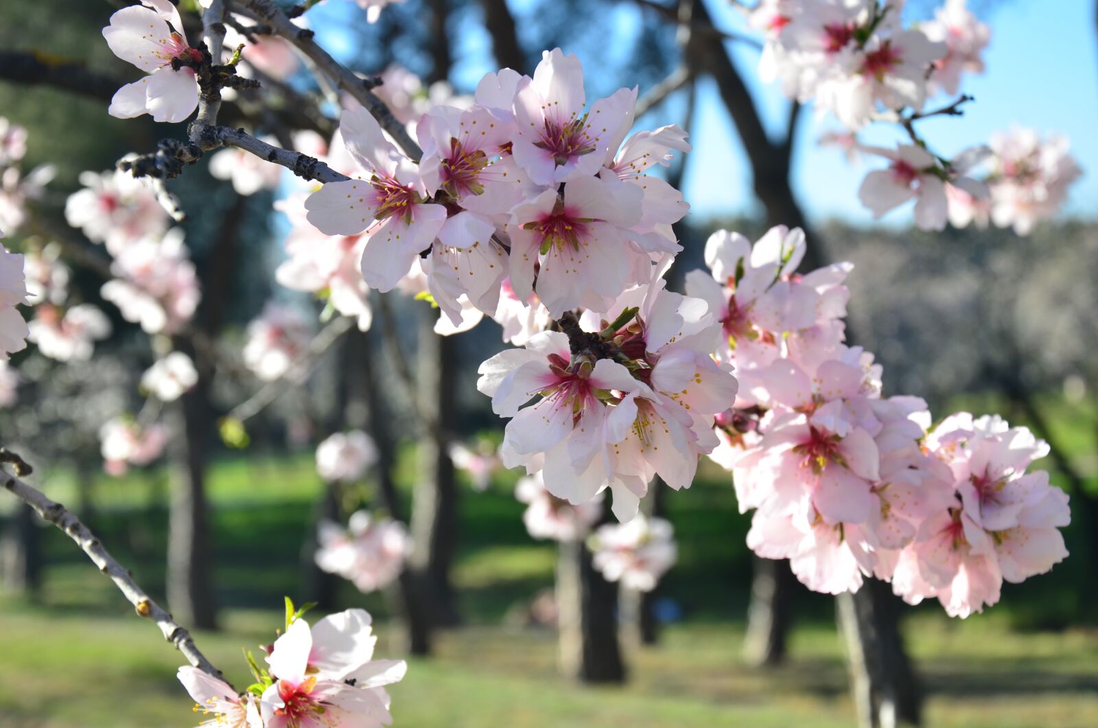 Nikon D7000 sample photo. Flower, fifth mills, almond photography