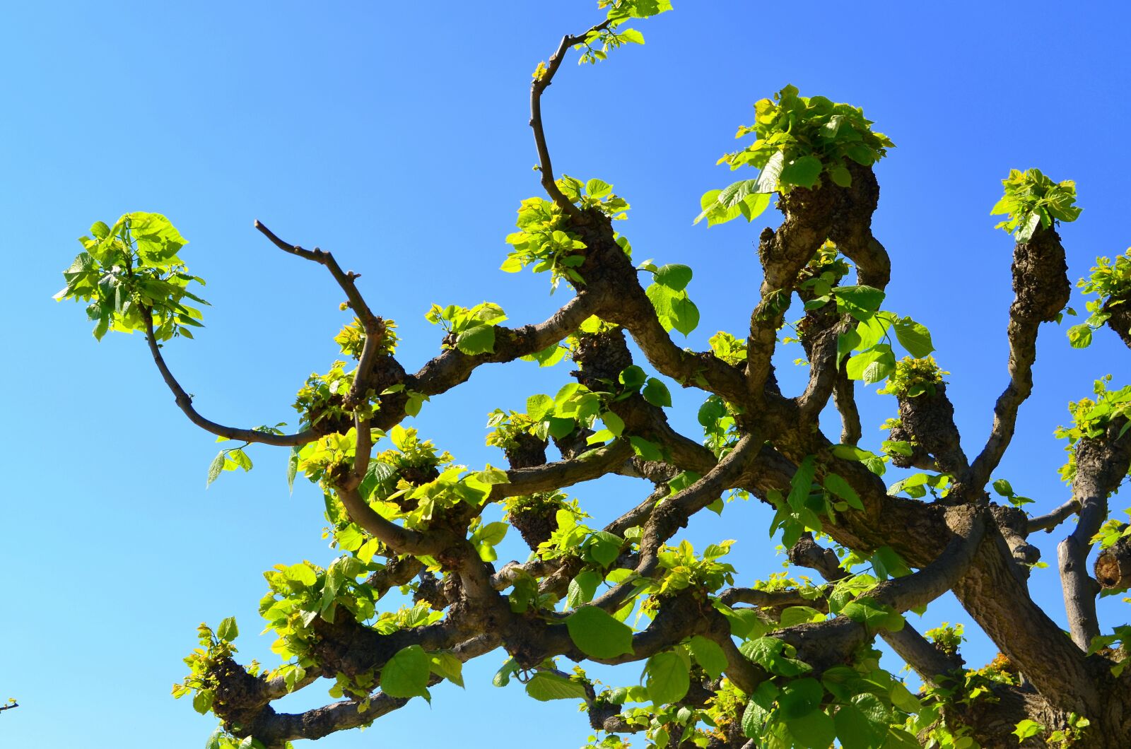 Nikon D5100 sample photo. Tree, crown, sky photography