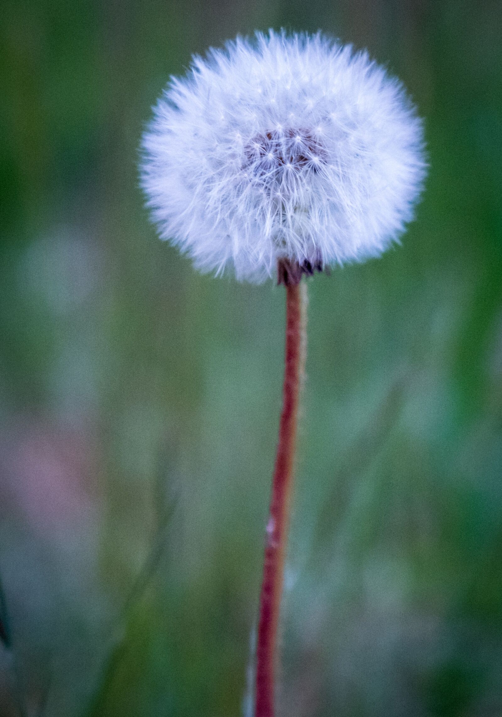 Fujifilm XF 16-55mm F2.8 R LM WR sample photo. Nature, flower, plant photography