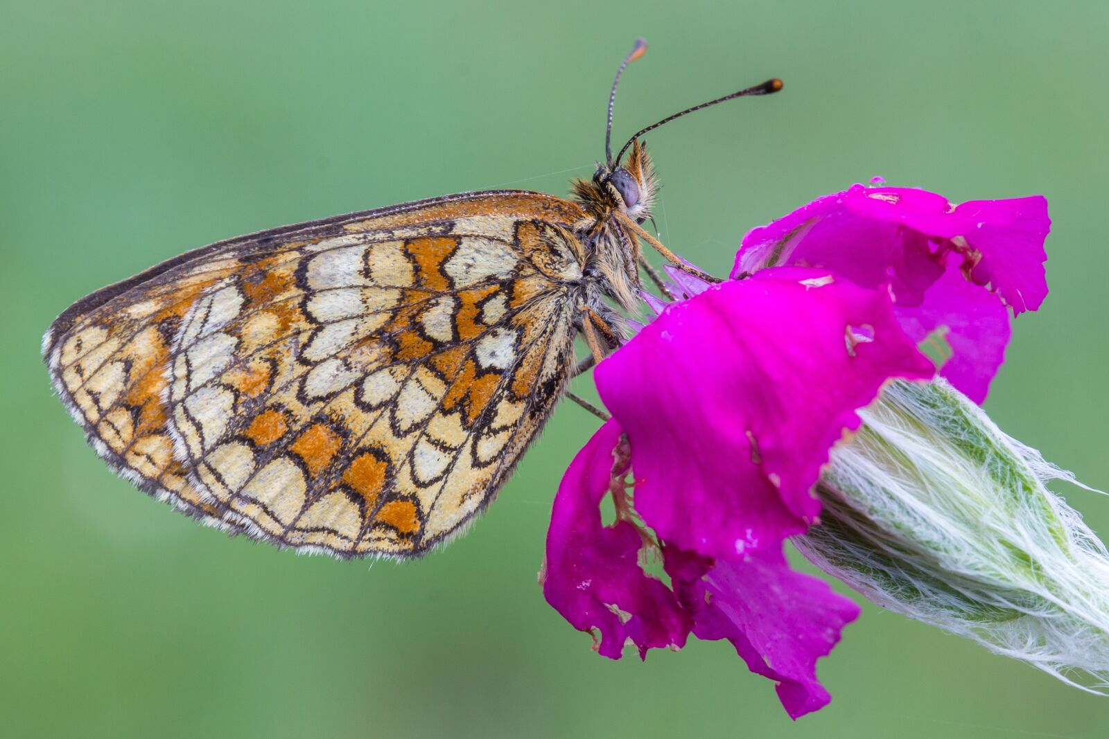 Canon EF-S 60mm F2.8 Macro USM sample photo. Butterfly, macro, nature photography