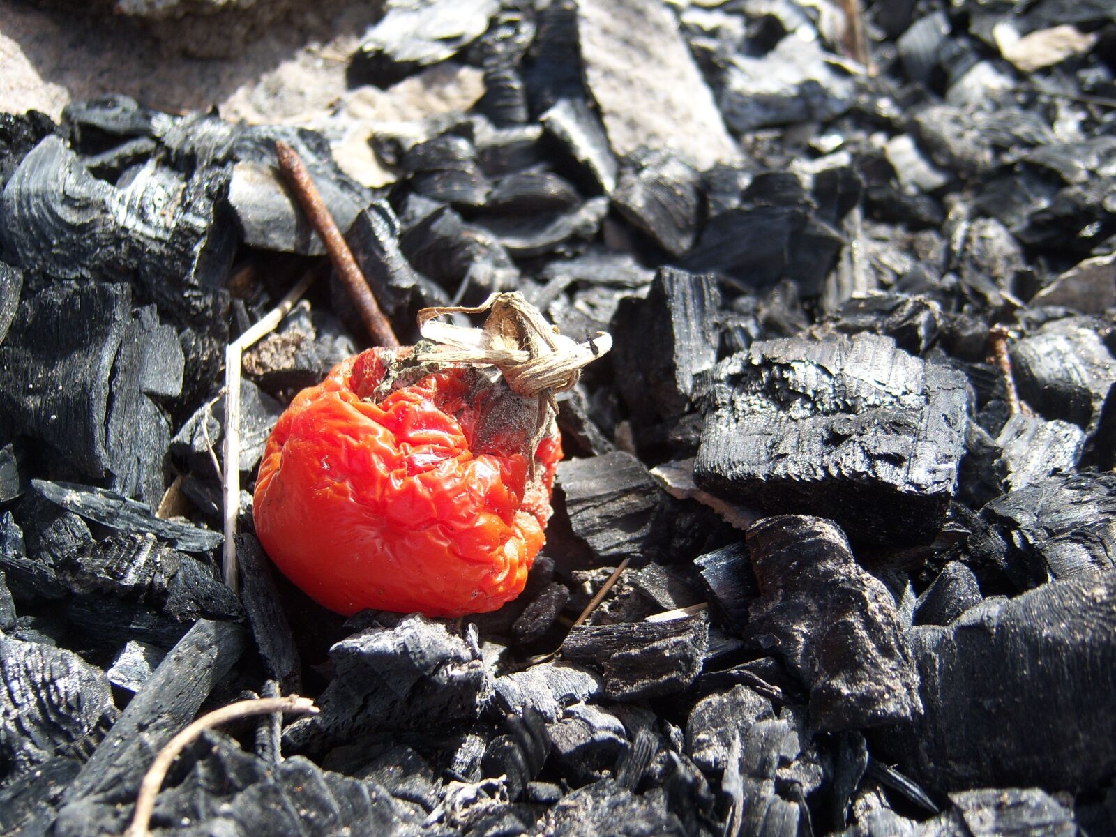 Kodak EASYSHARE V803 ZOOM DIGITAL CAMERA sample photo. Tomato, red, vegetable photography