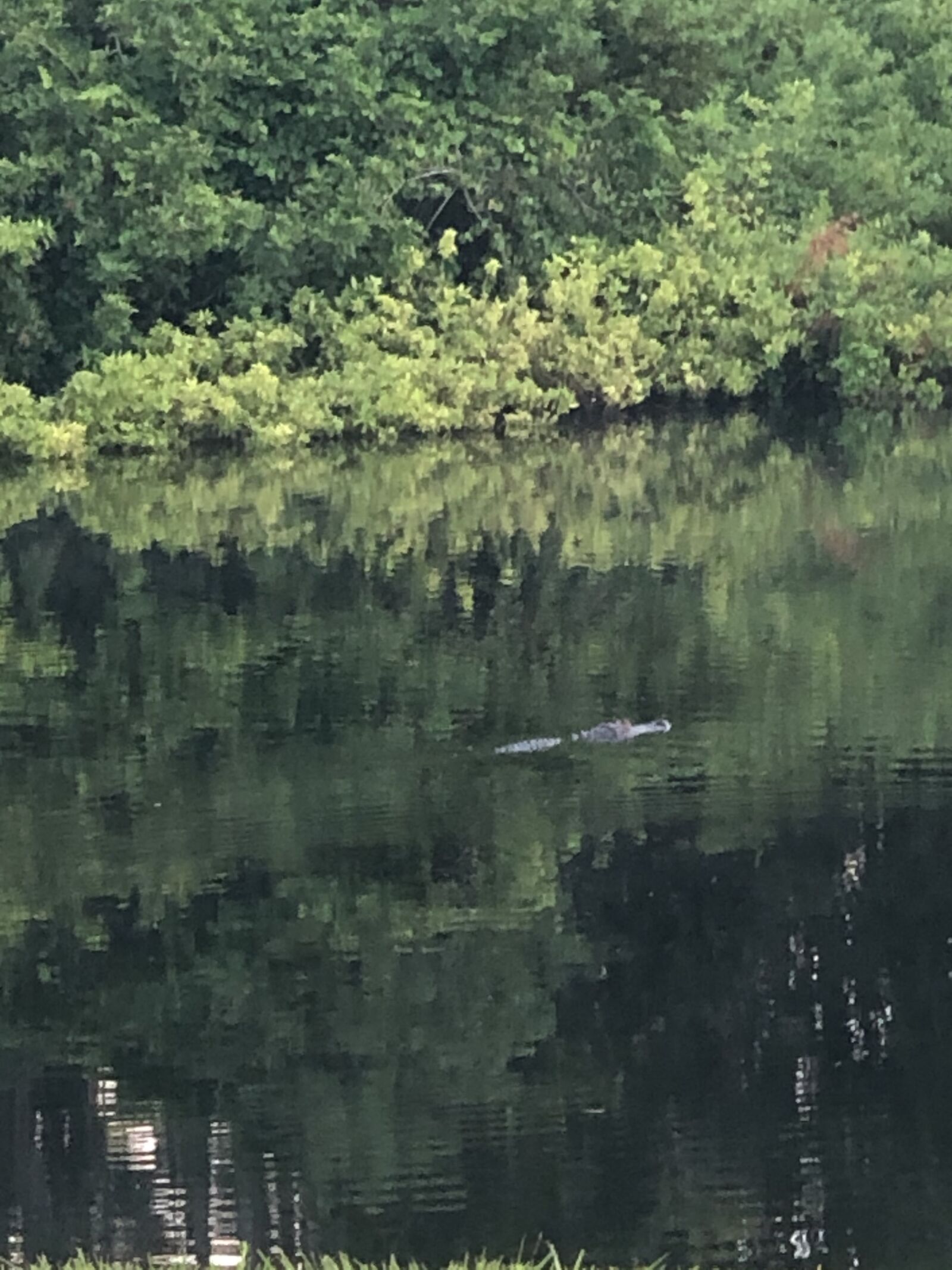 iPhone X back dual camera 6mm f/2.4 sample photo. Alligator, pond, nature photography