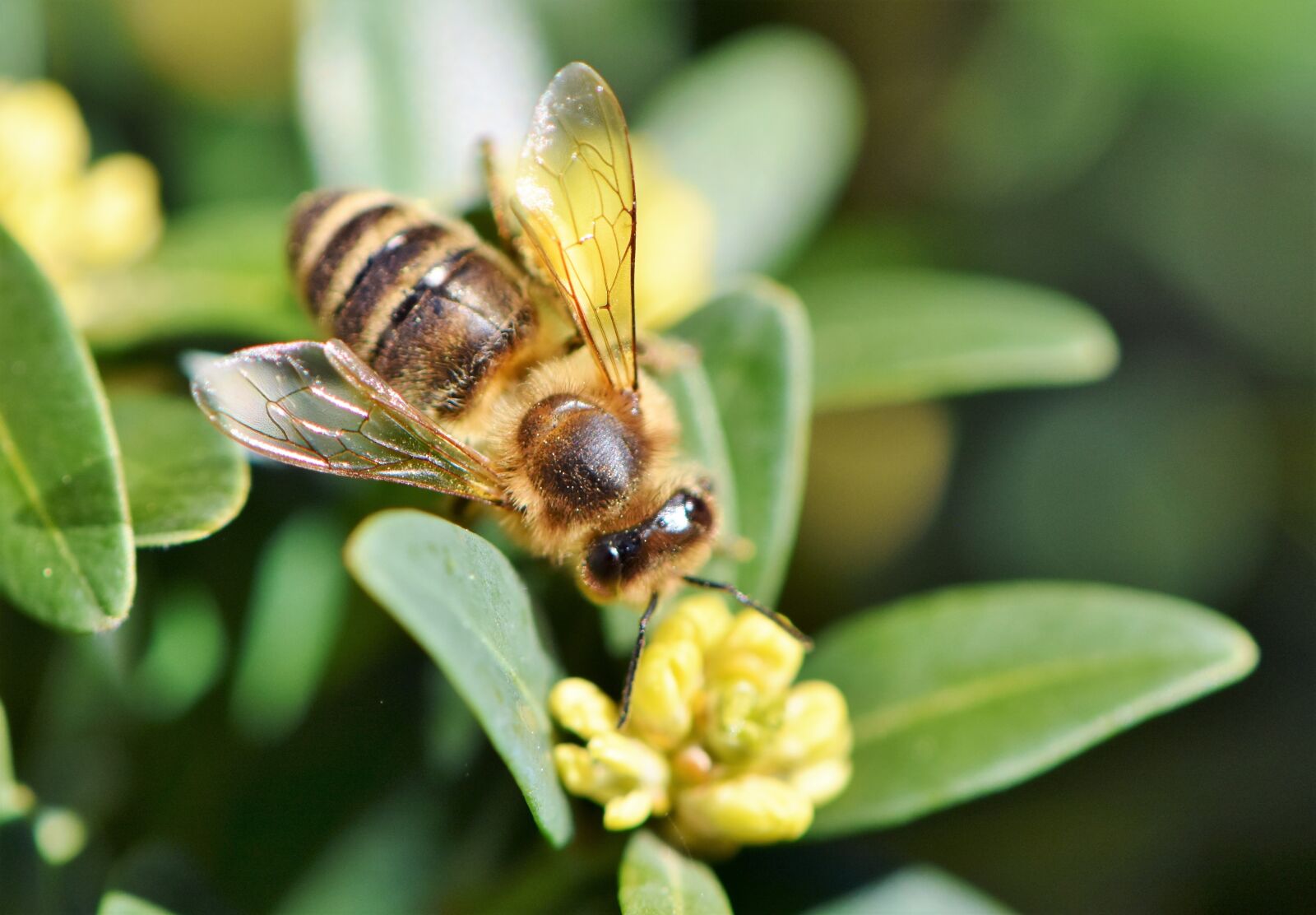 Nikon D7200 sample photo. Bee, honey bee, blossom photography