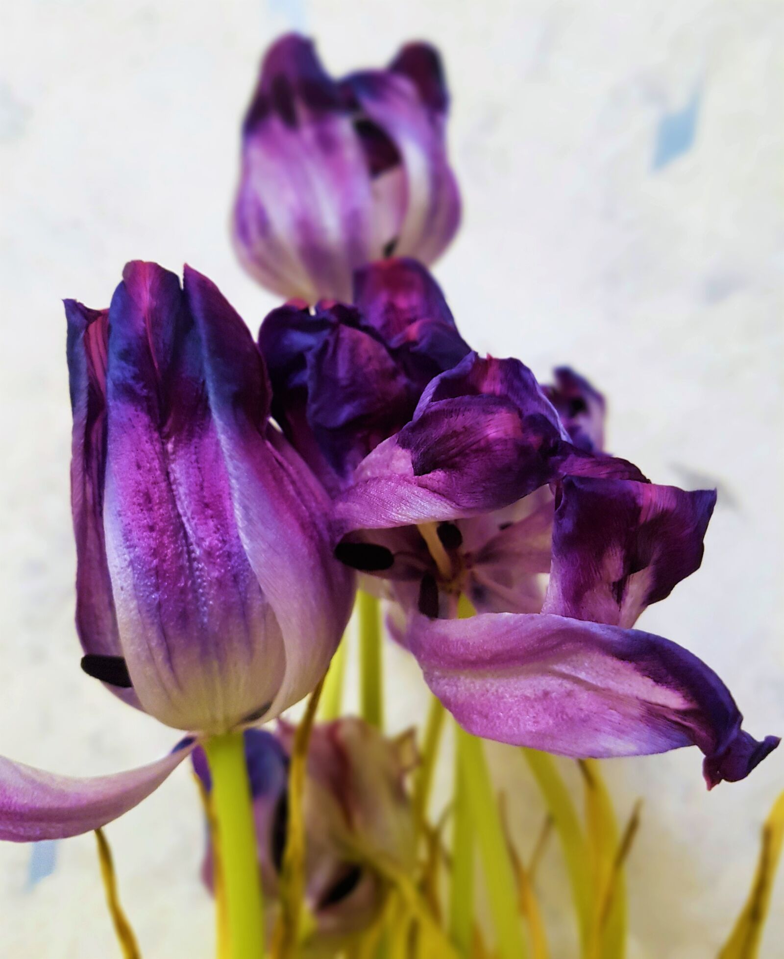Samsung Galaxy S7 Edge sample photo. Tulip, flower, flowers photography