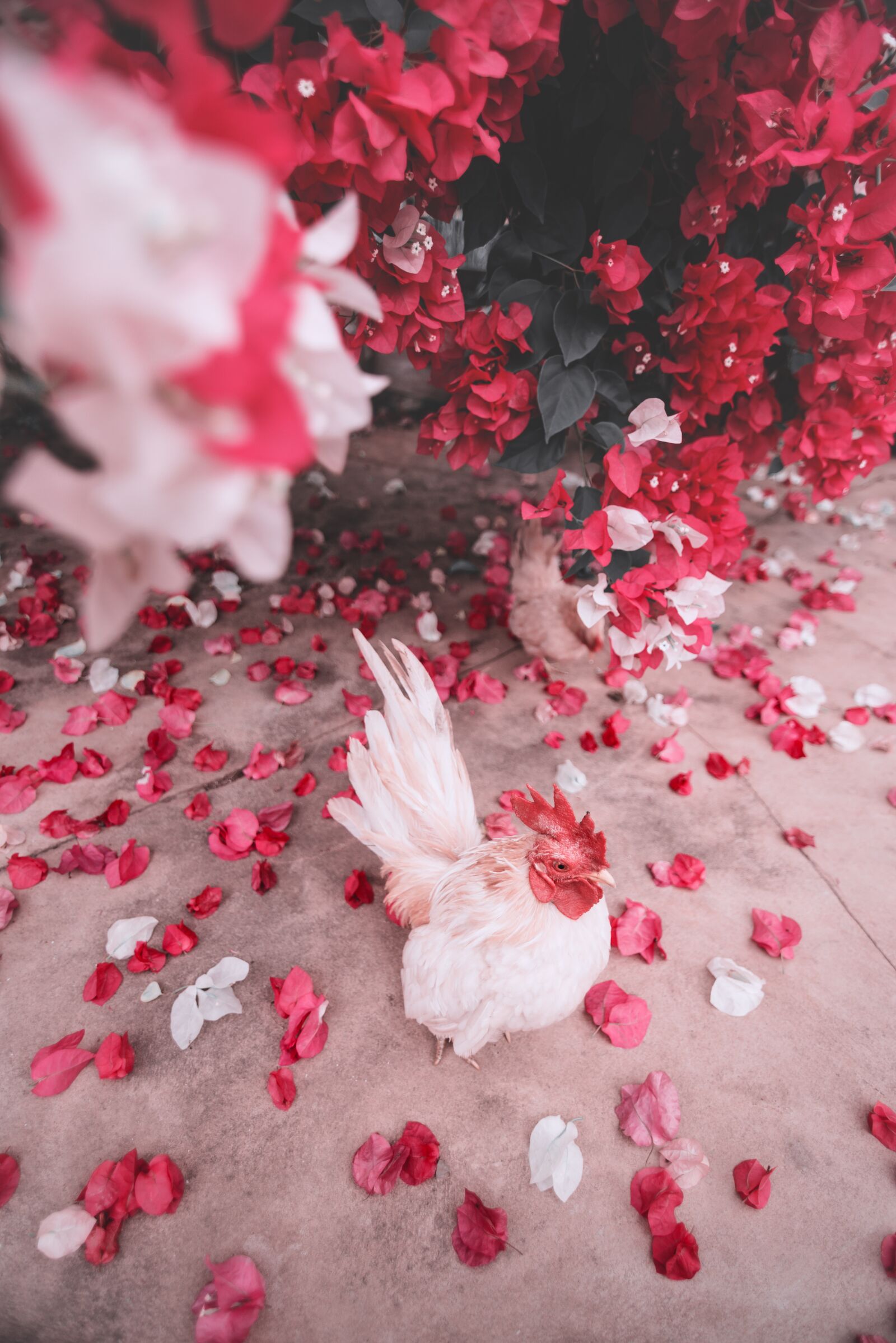 Nikon D750 sample photo. Wallpaper, texture, art photography