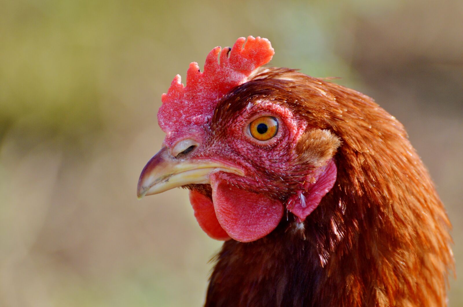 Nikon D3200 sample photo. Chicken, hen, poultry photography