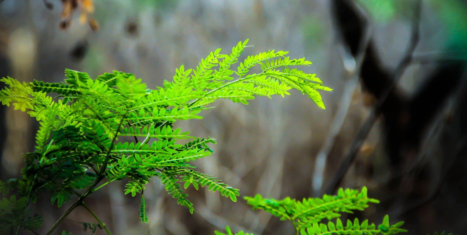 Canon EOS 7D sample photo. Beautiful, forest, green, leaves photography